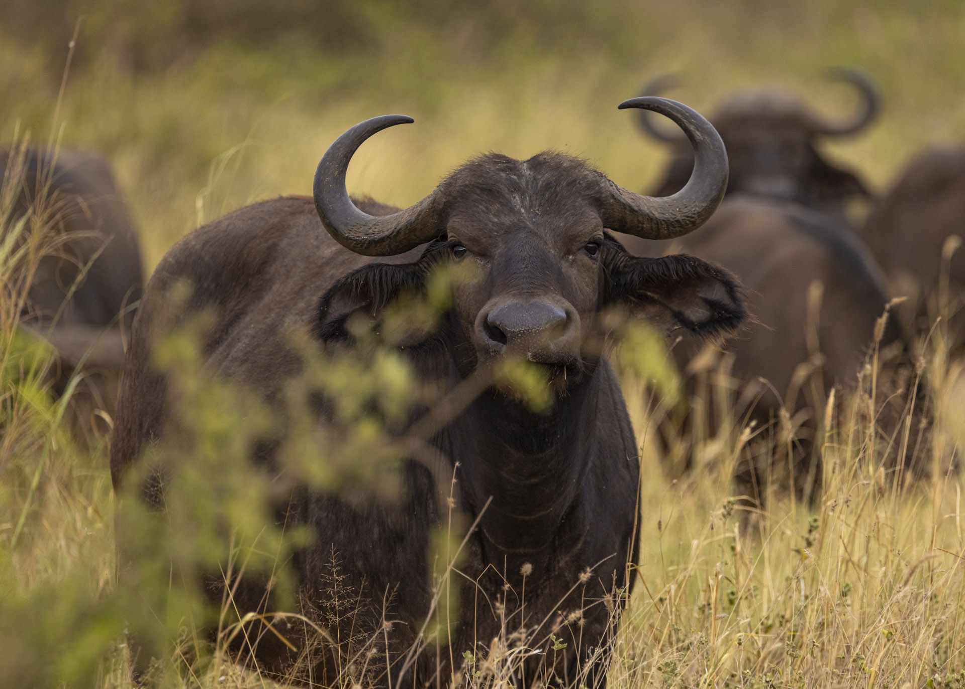 F7.1, 1/250, ISO1000 | Arnold Omondi 
