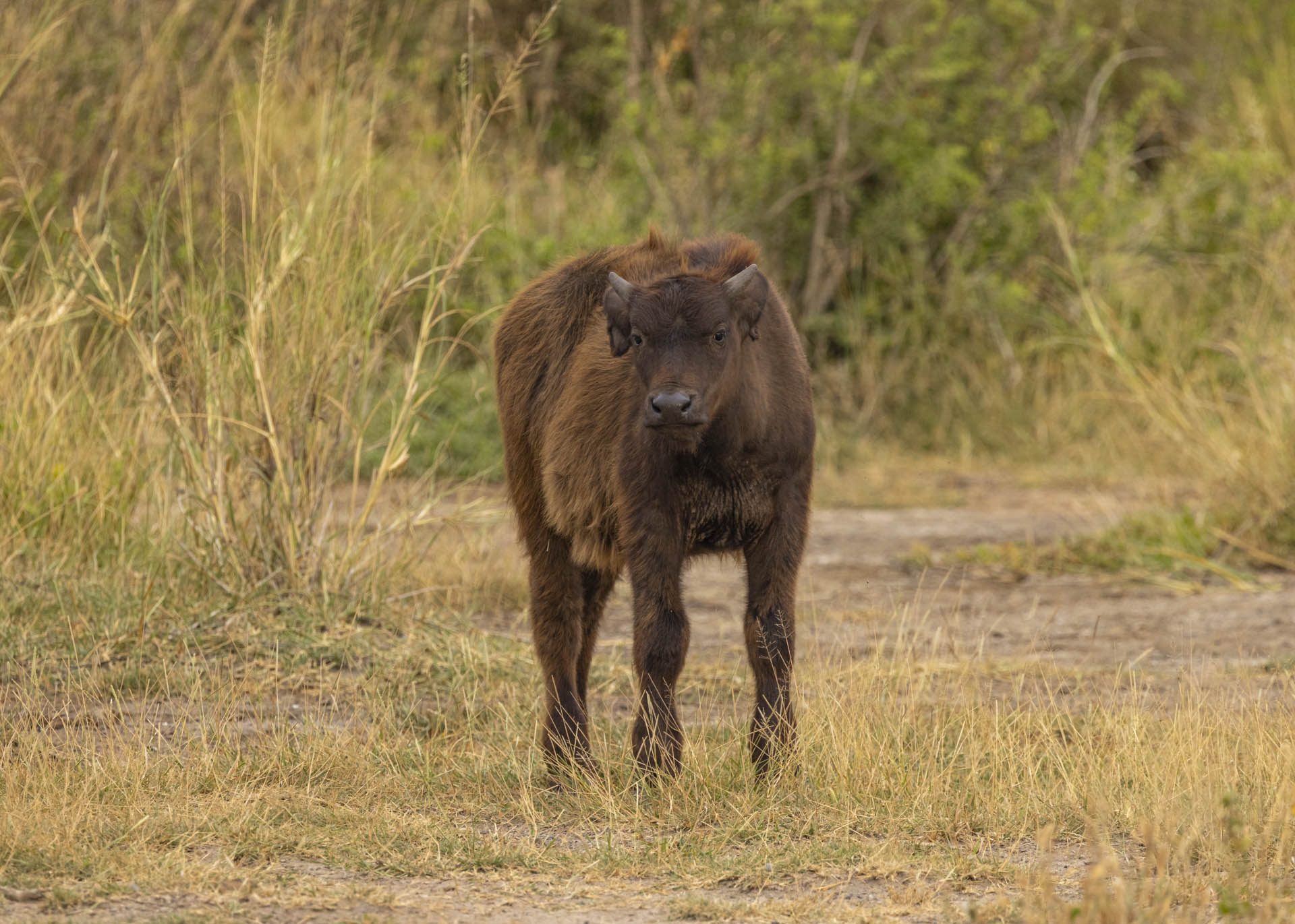 F7.1, 1/250, ISO1000 | Arnold Omondi 