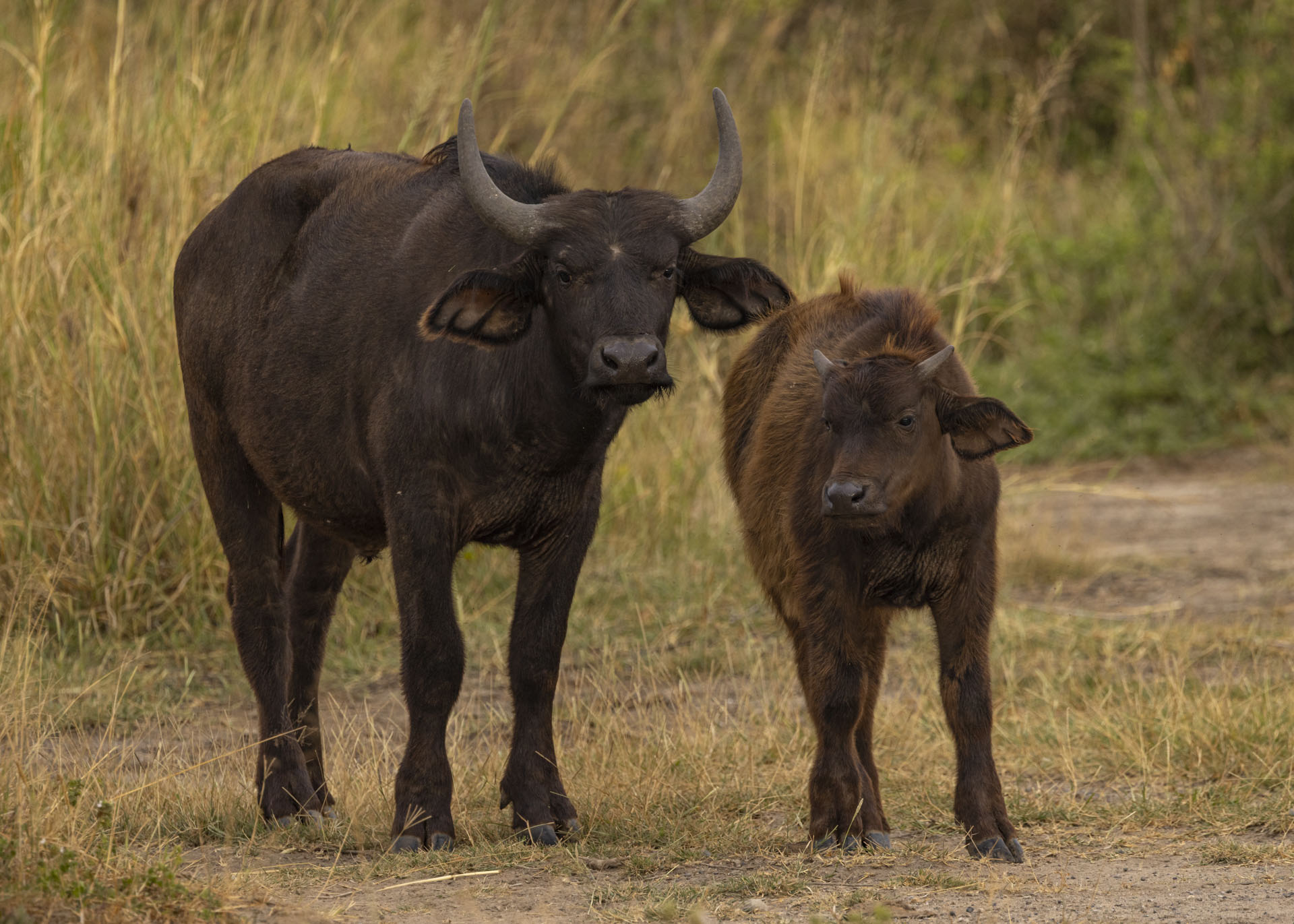F7.1, 1/250, ISO640 | Arnold Omondi 