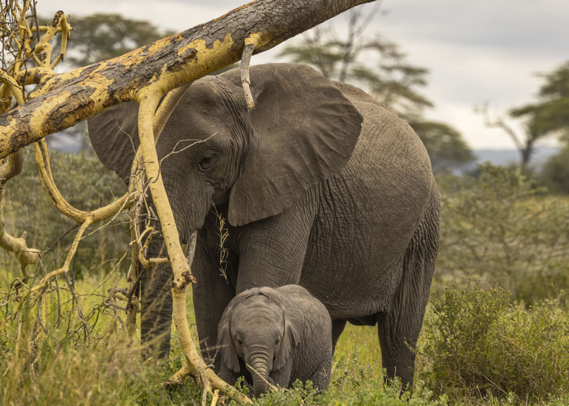 F7.1, 1/1000, ISO800 | Arnold Omondi 