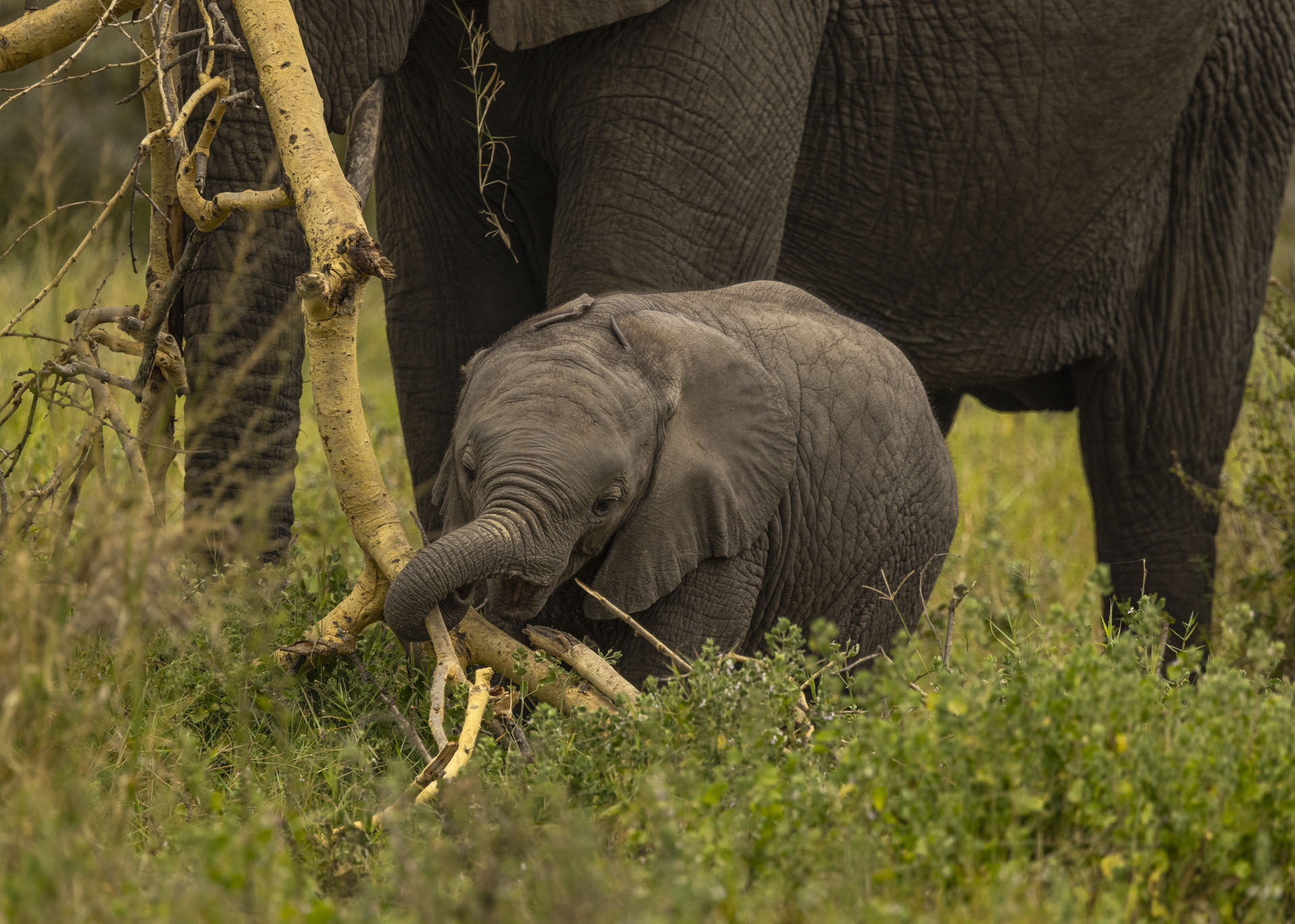 F7.1, 1/1000, ISO800 | Arnold Omondi 