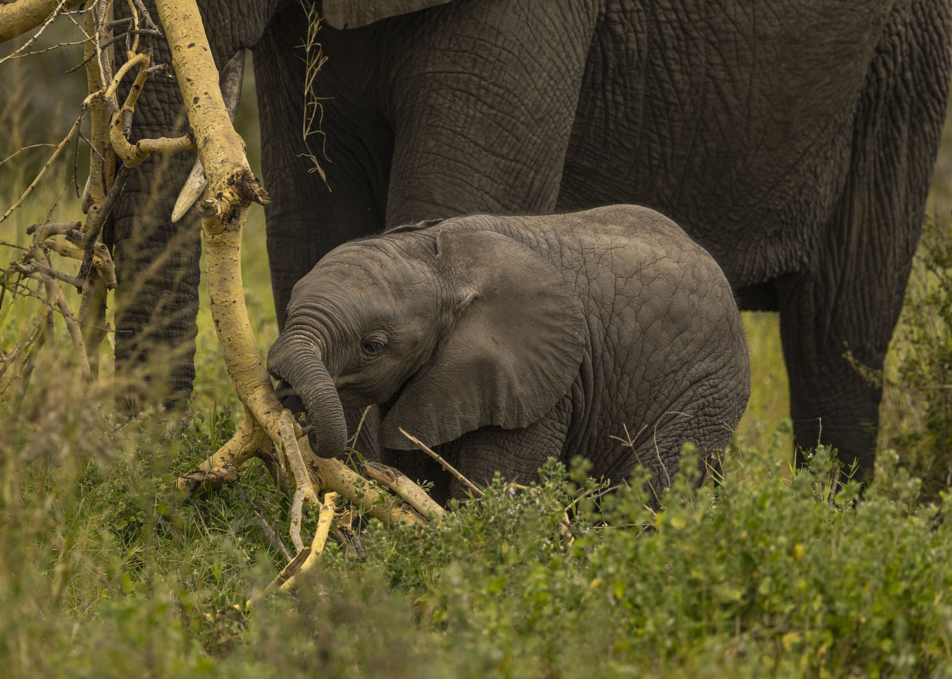 F7.1, 1/1000, ISO800 | Arnold Omondi 