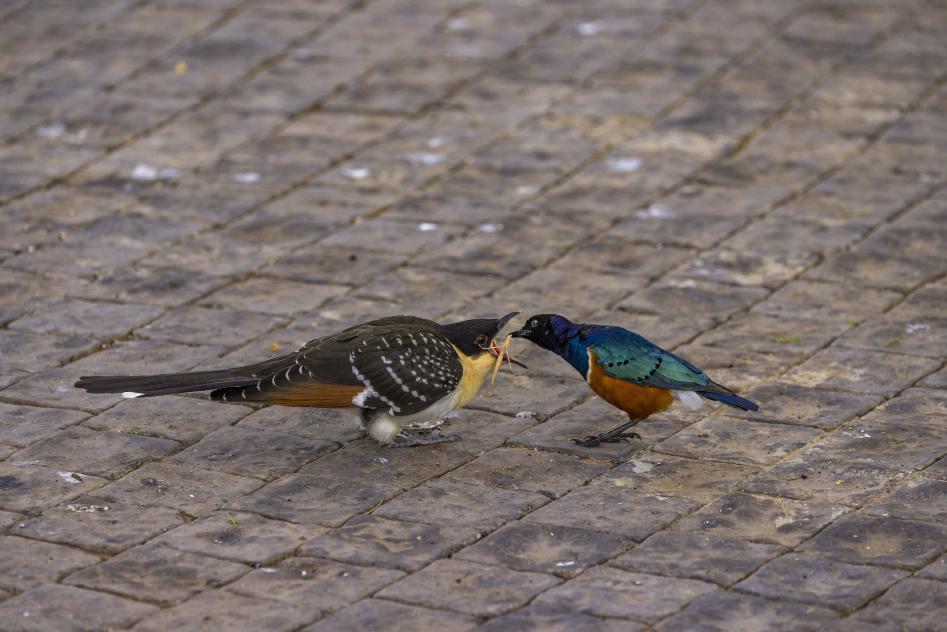 F5.6, 1/640, ISO640 | Arnold Omondi