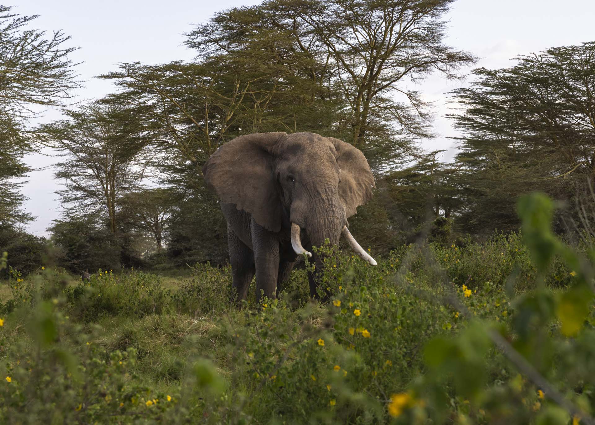 F7.1, 1/400, ISO250 | Arnold Omondi