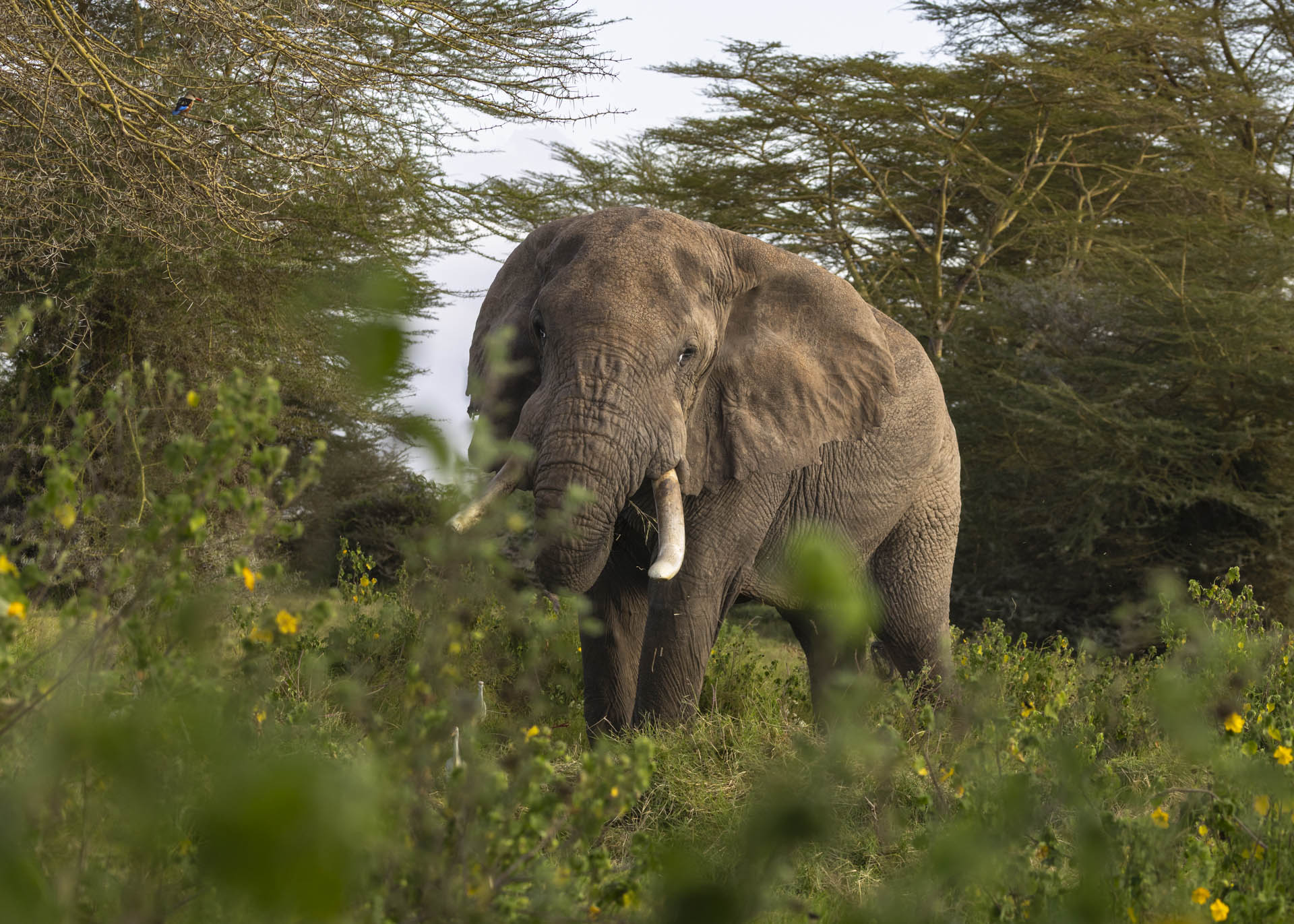 F7.1, 1/400, ISO250 | Arnold Omondi