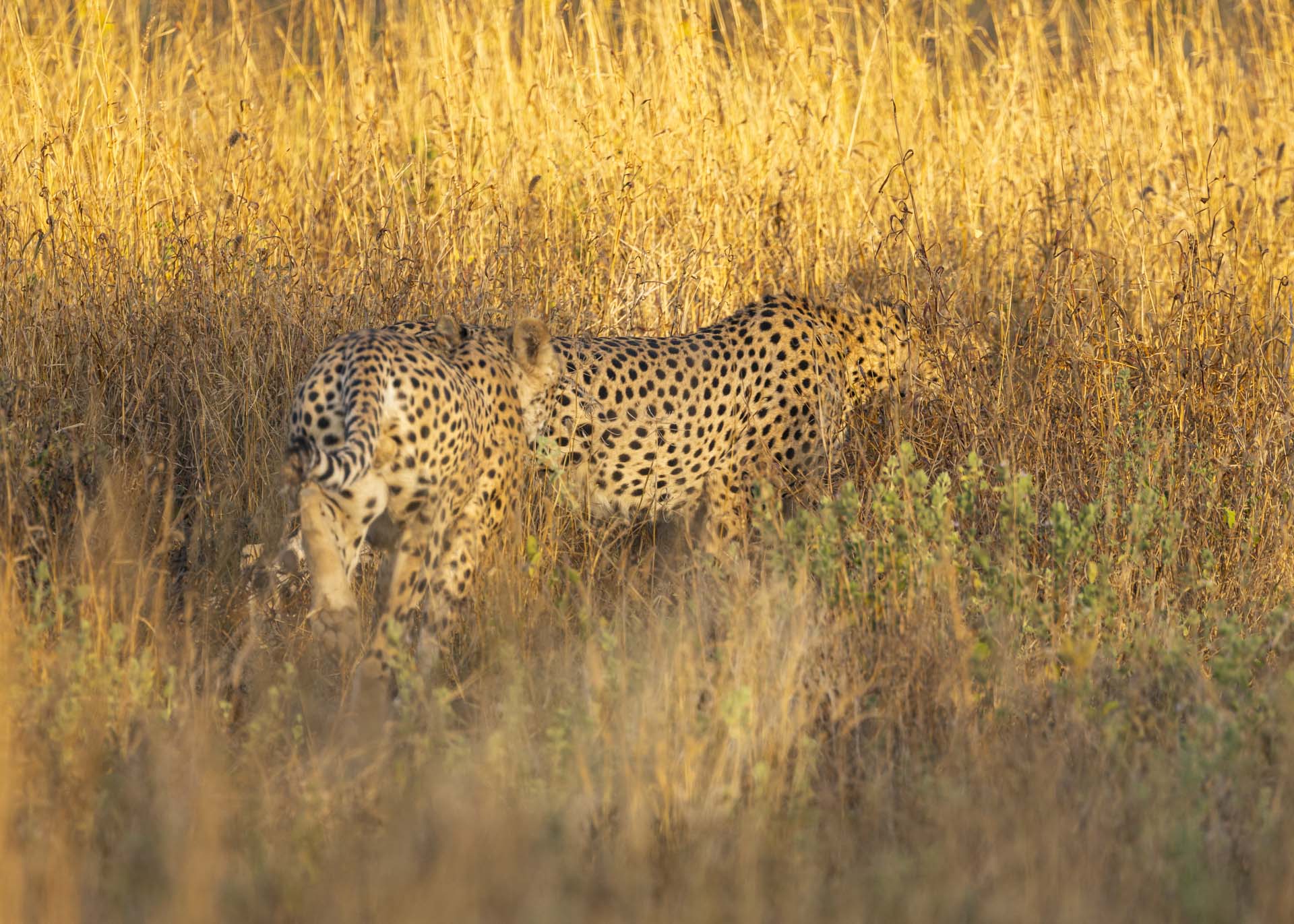 F7.1, 1/500, ISO500 | Arnold Omondi