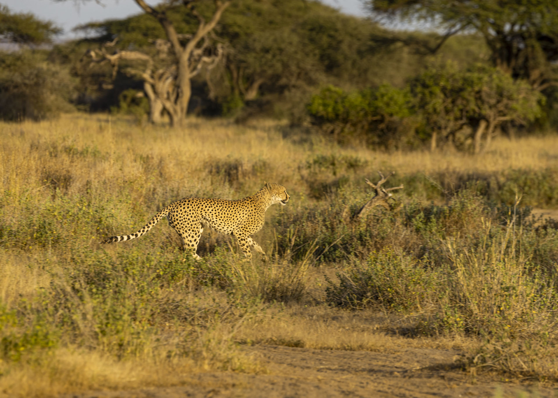 F7.1, 1/500, ISO500 | Arnold Omondi