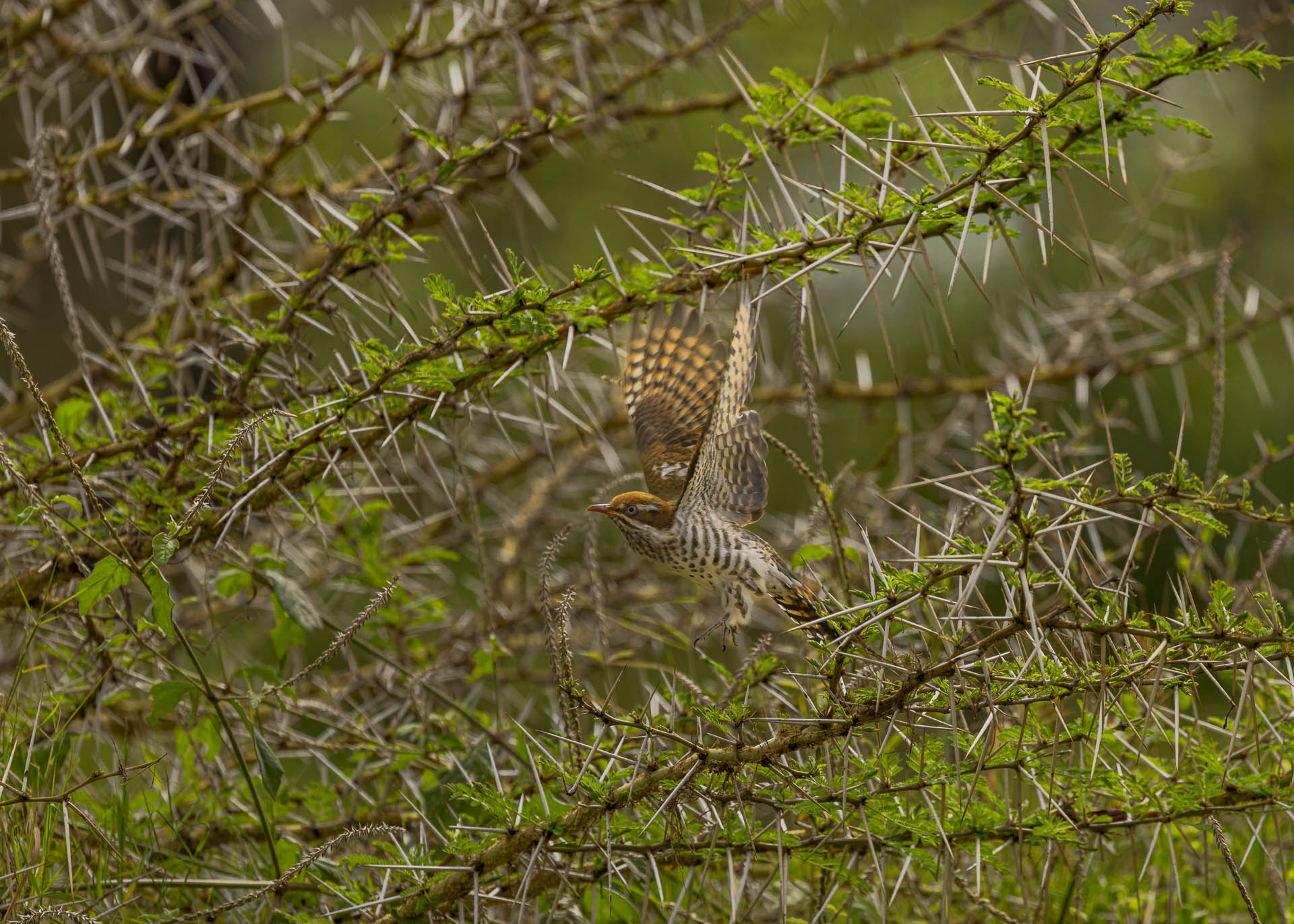 F7.1, 1/1000, ISO250 | Arnold Omondi