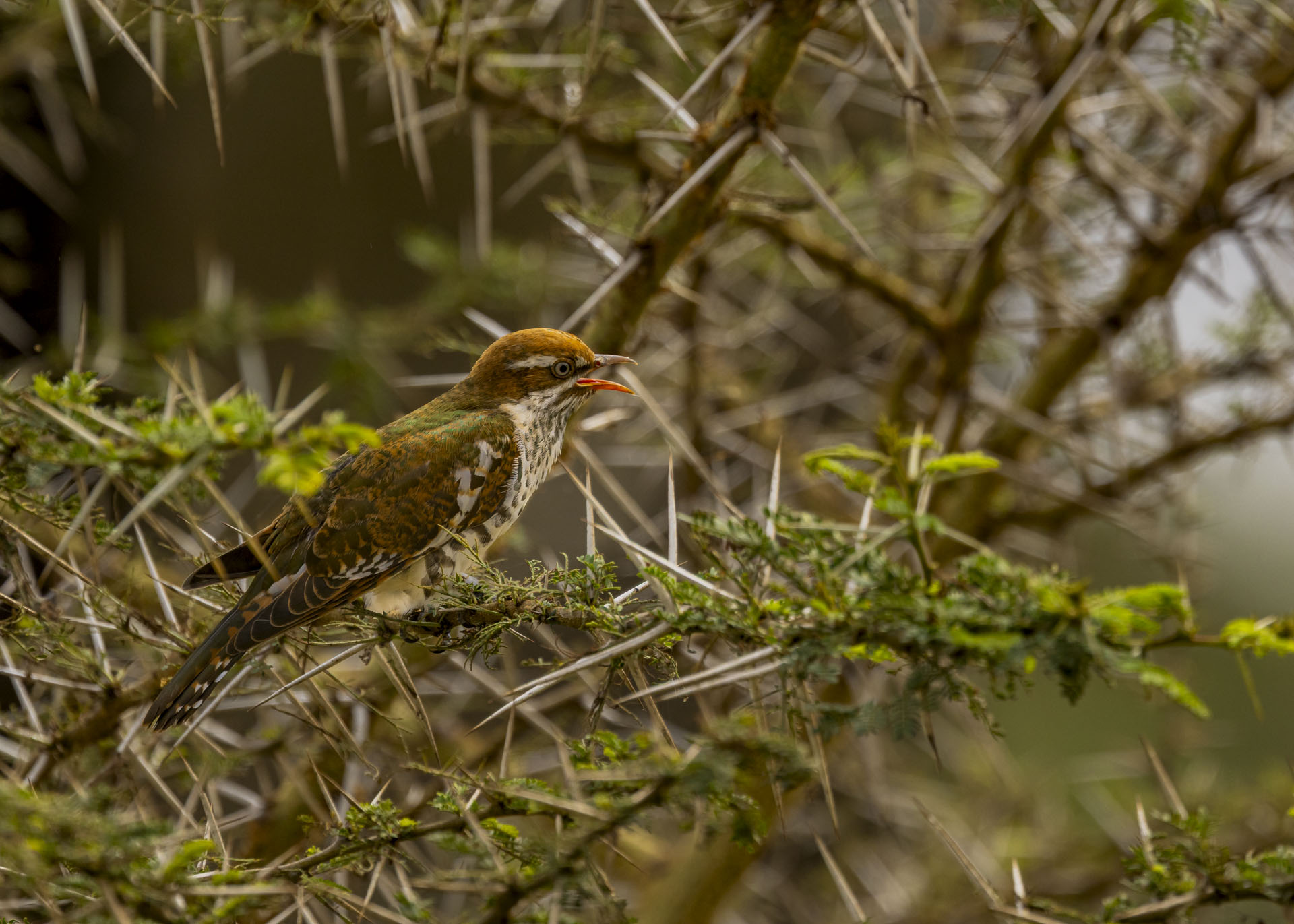 F7.1, 1/1000, ISO250 | Arnold Omondi