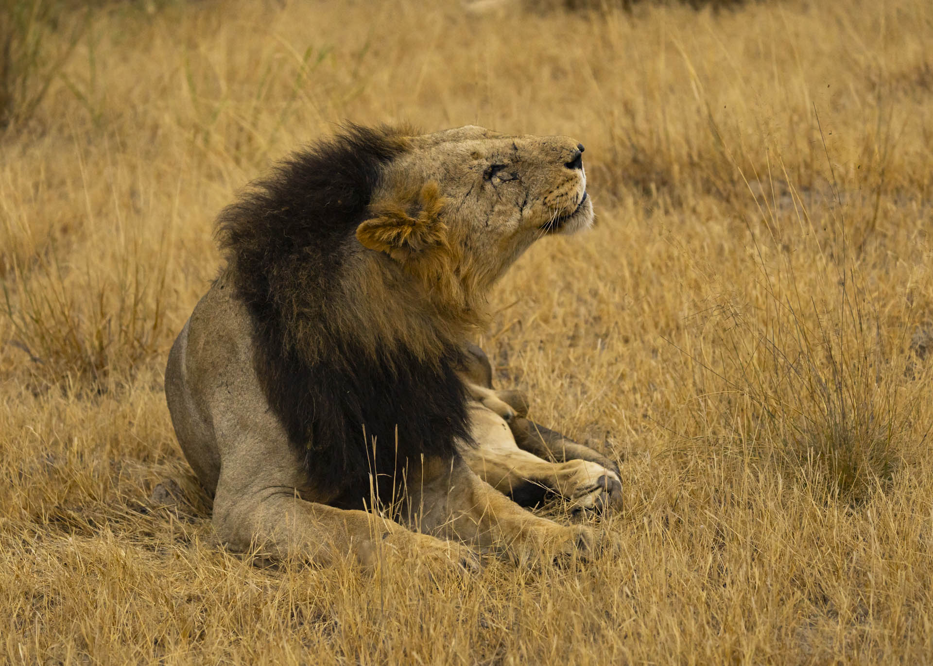 F5.0, 1/1000, ISO2000 | Arnold Omondi