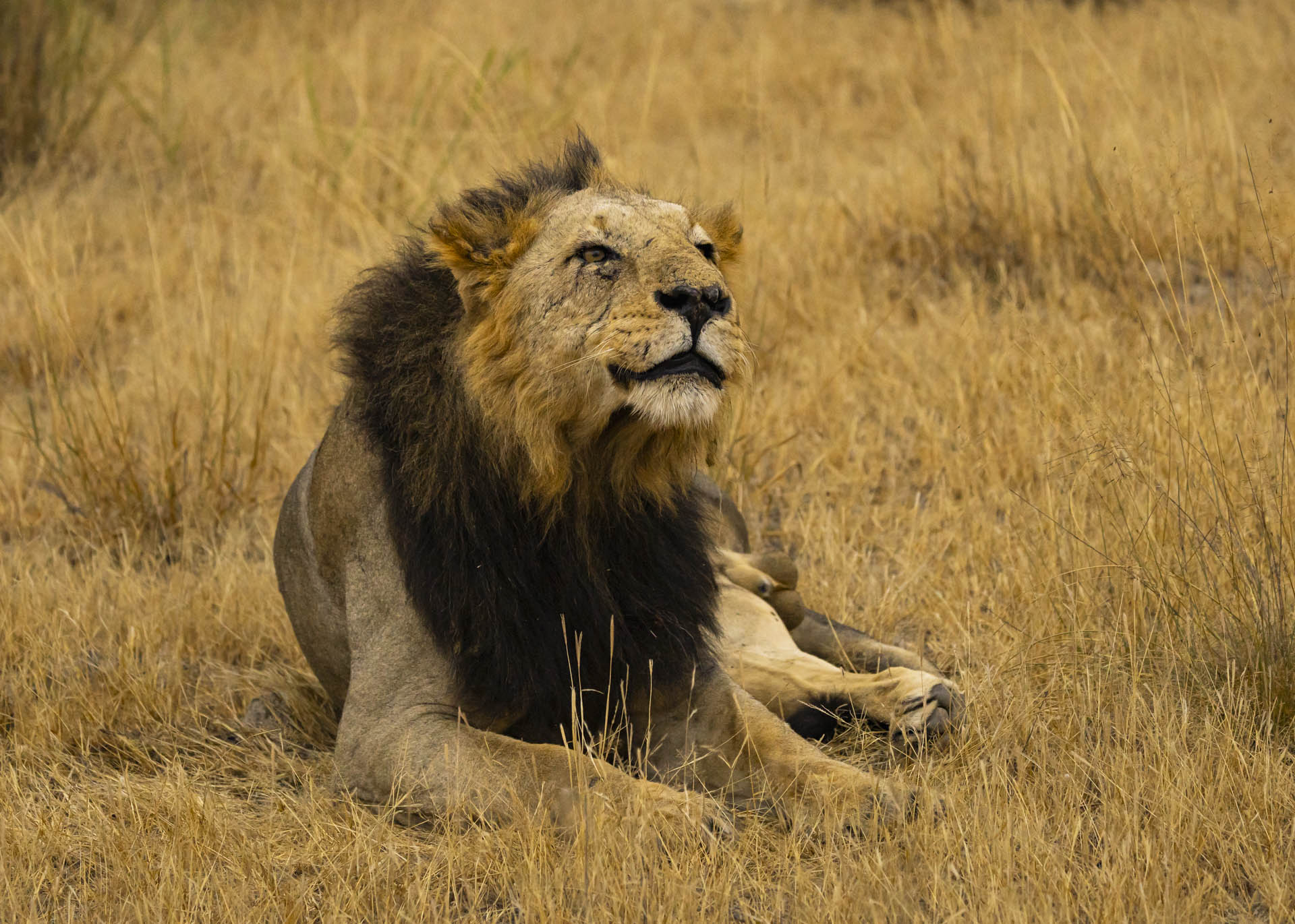 F5.0, 1/1000, ISO2000 | Arnold Omondi