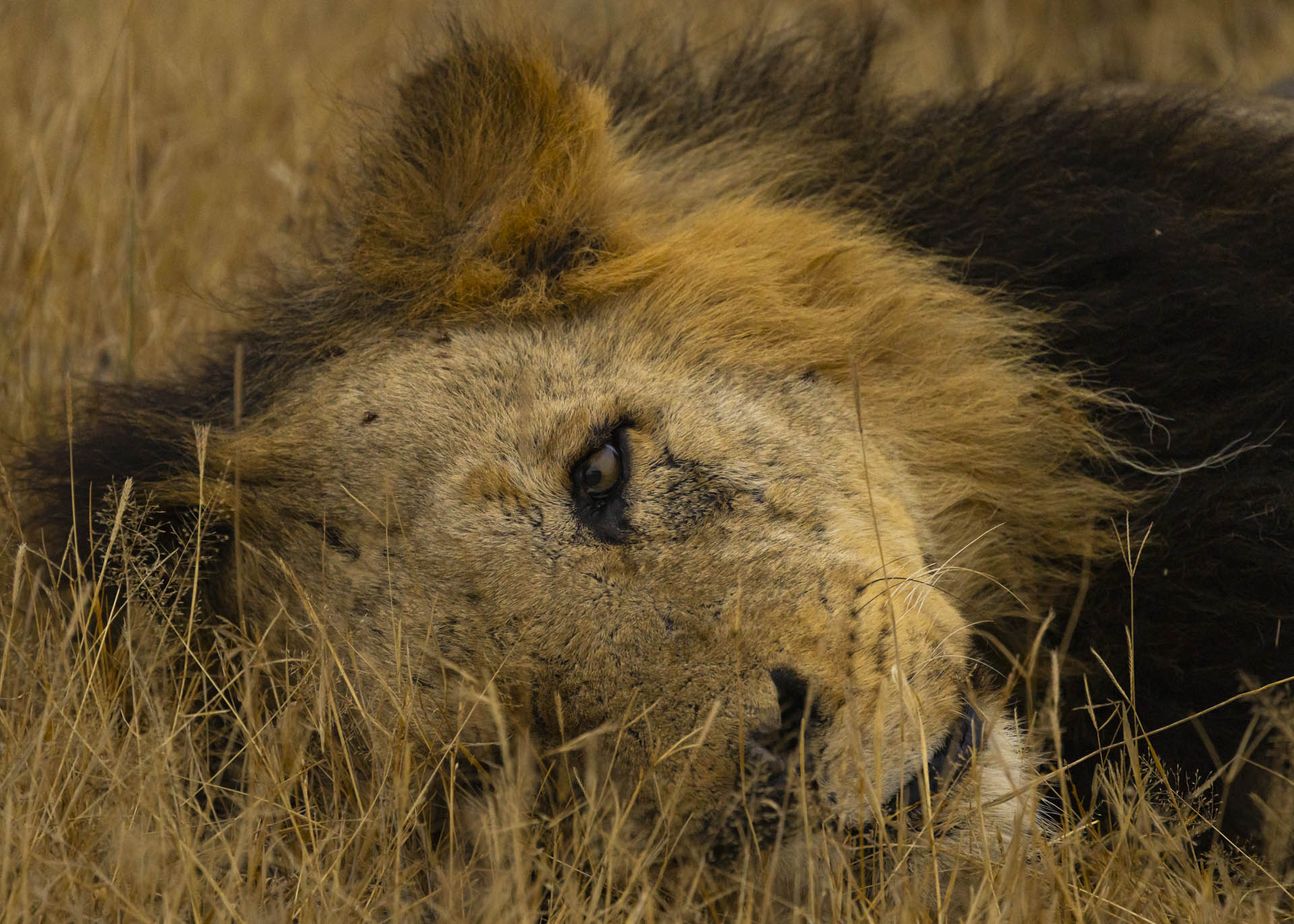 F7.1, 1/1000, ISO2000 | Arnold Omondi