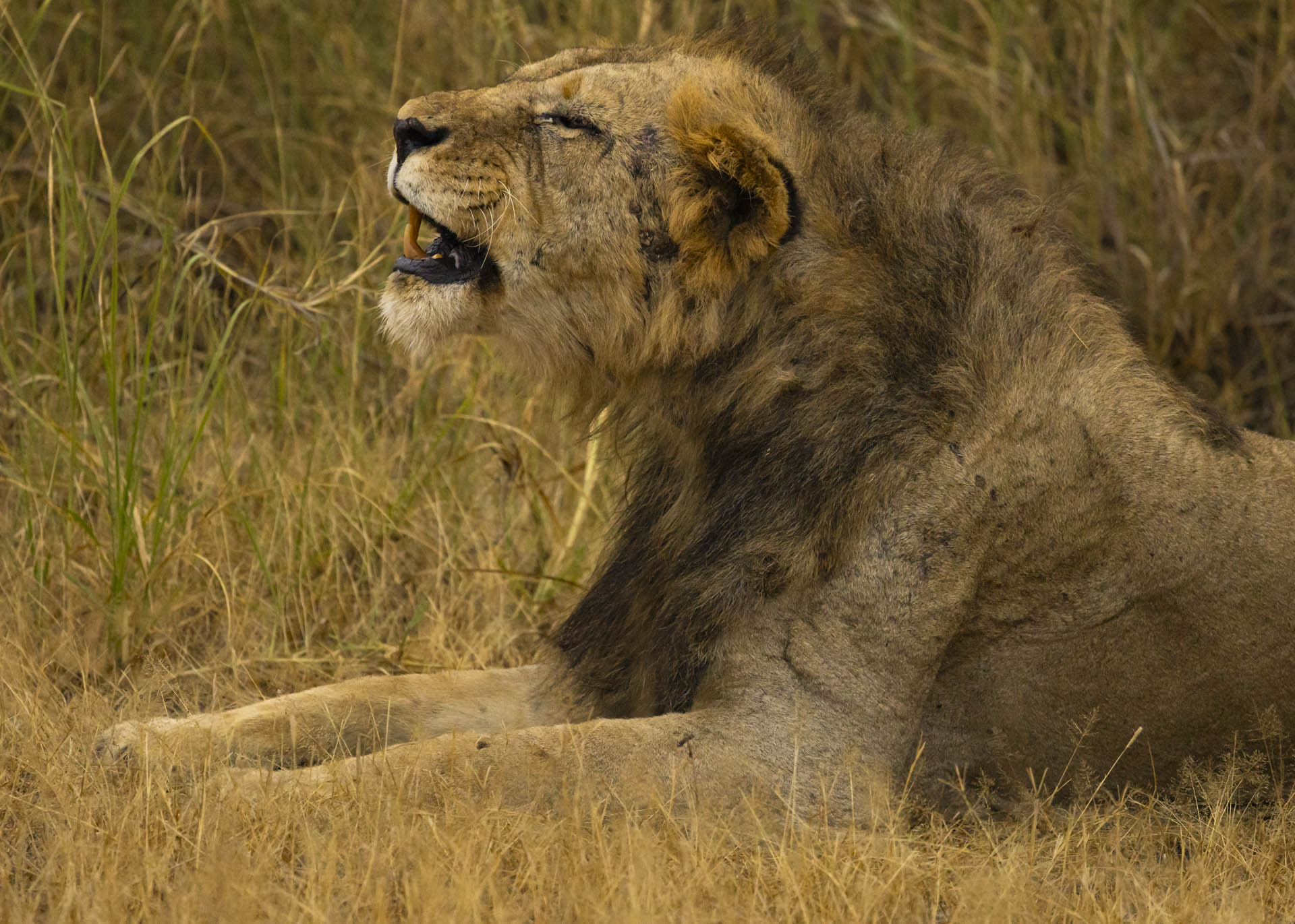 F7.1, 1/1000, ISO3200 | Arnold Omondi