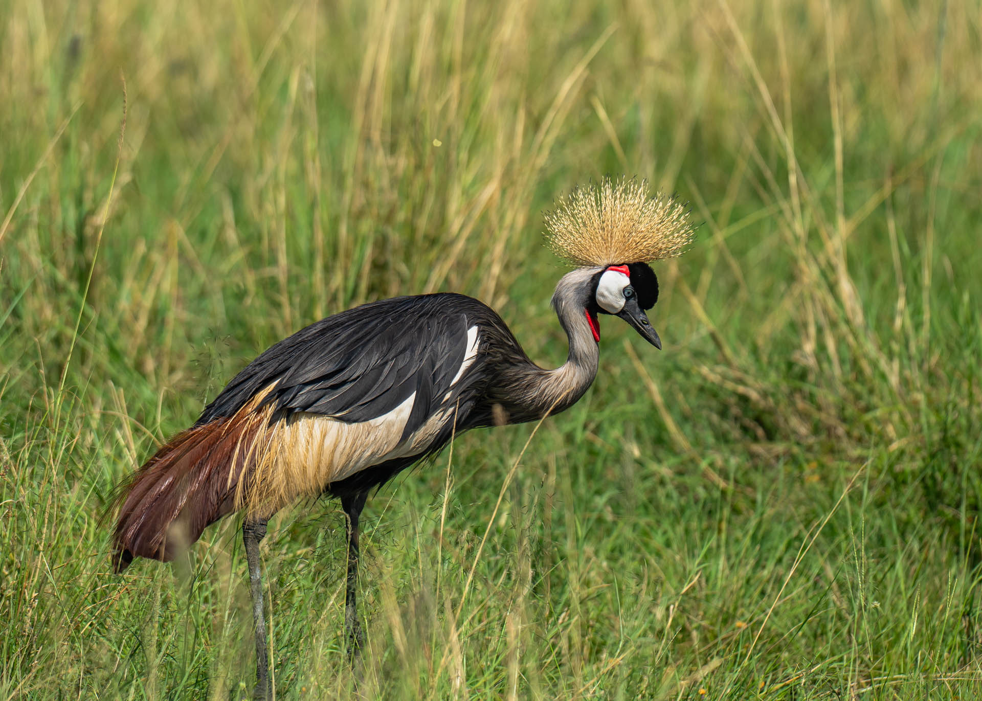 F6.3,1/1000, IS0160 | Arnold Omondi 