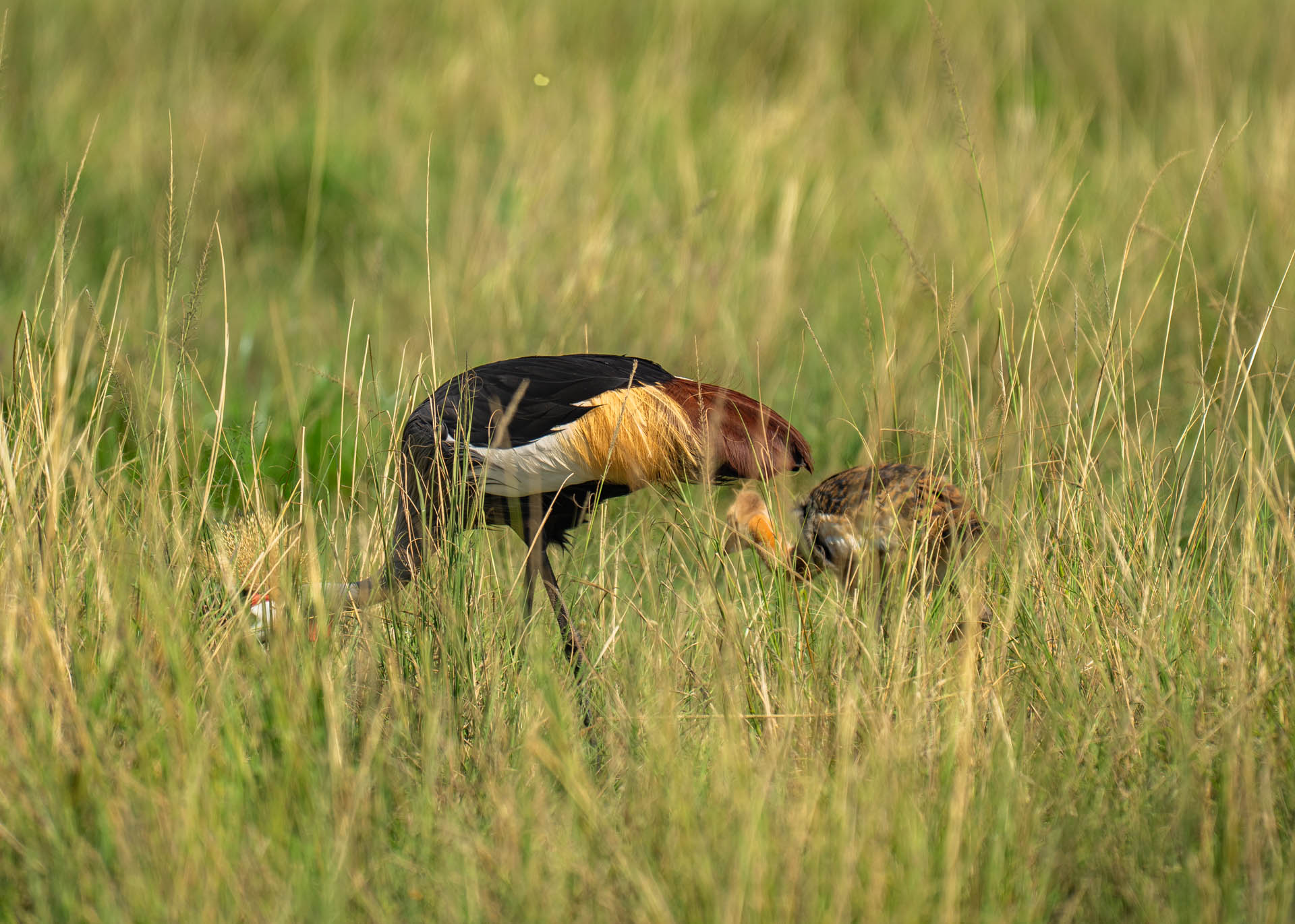 F6.3,1/1000, IS0160 | Arnold Omondi 