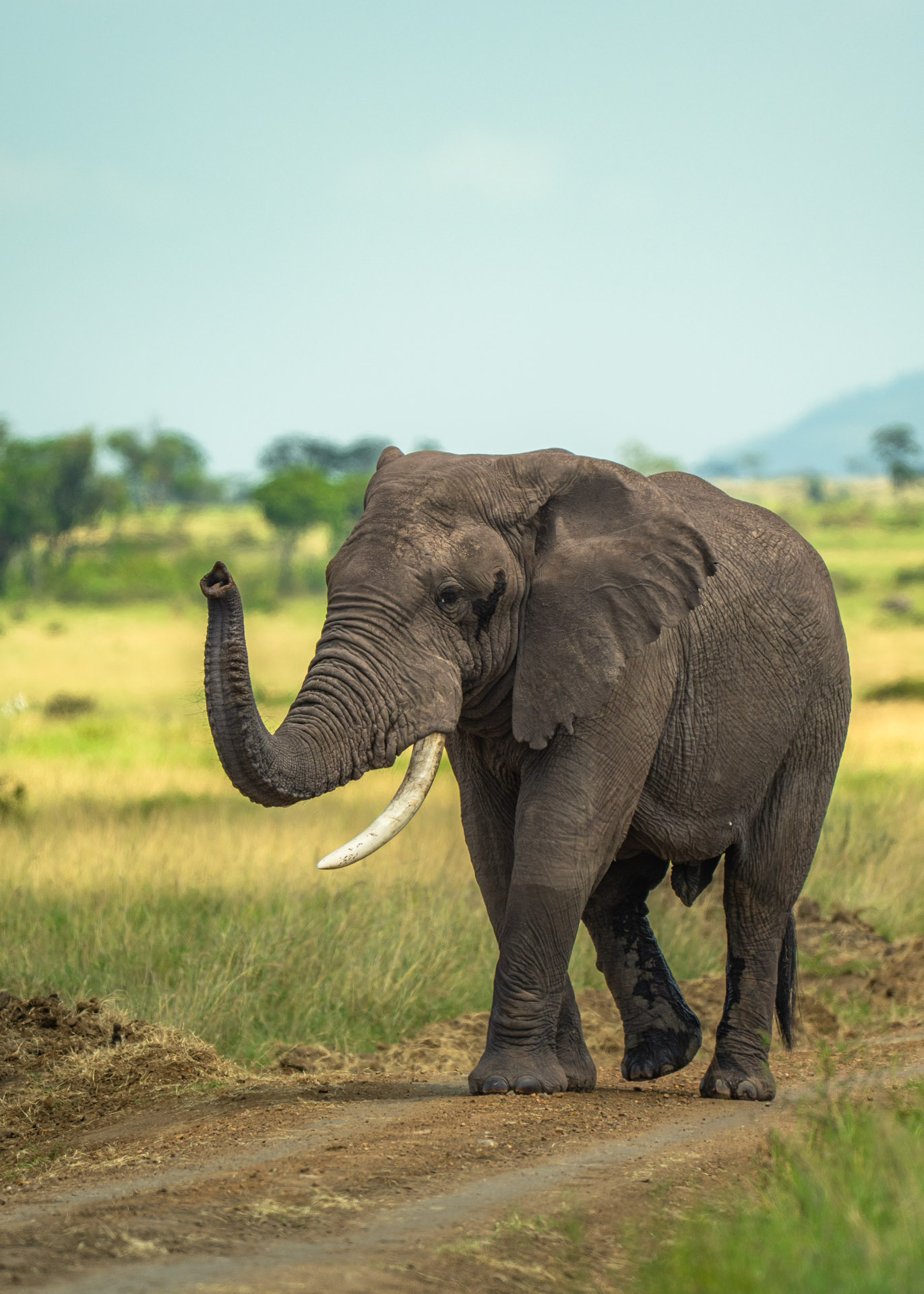 F6.3,1/1000, IS0250 | Arnold Omondi 