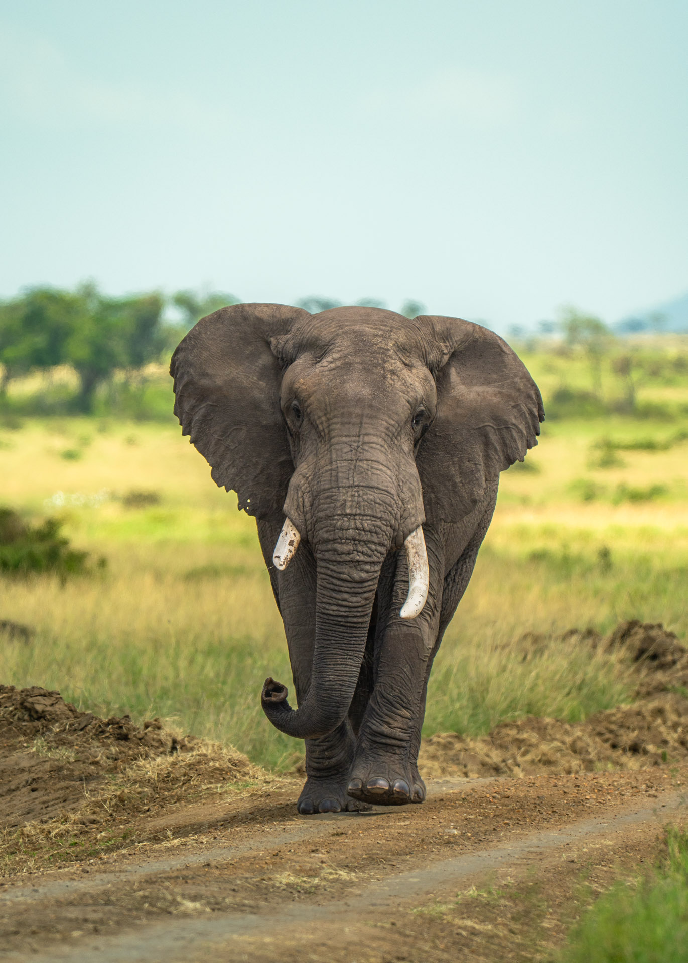 F6.3,1/1000, IS0250 | Arnold Omondi 