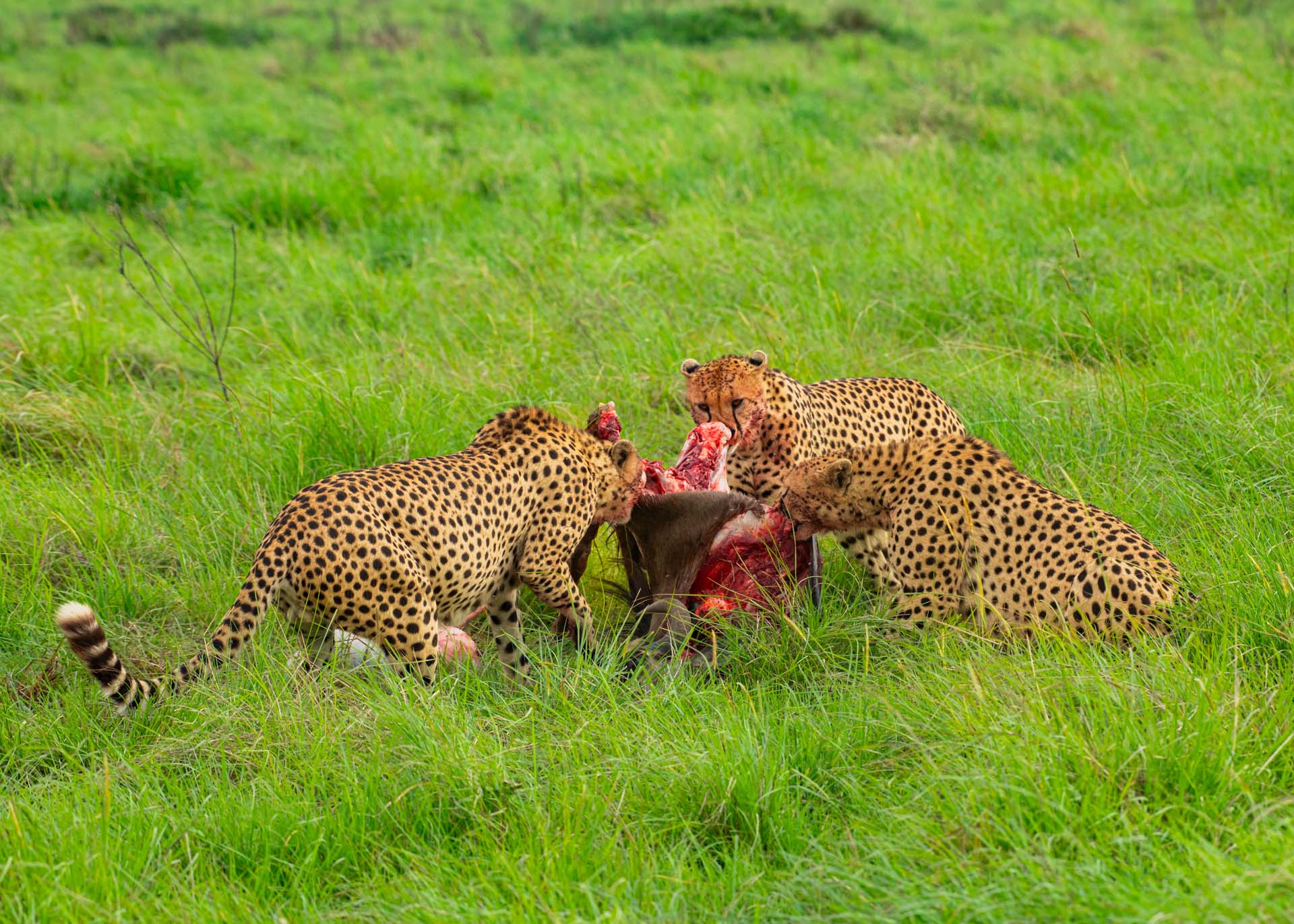 F8.0, 1/500, ISO320 | Guide Jeremy Macharia