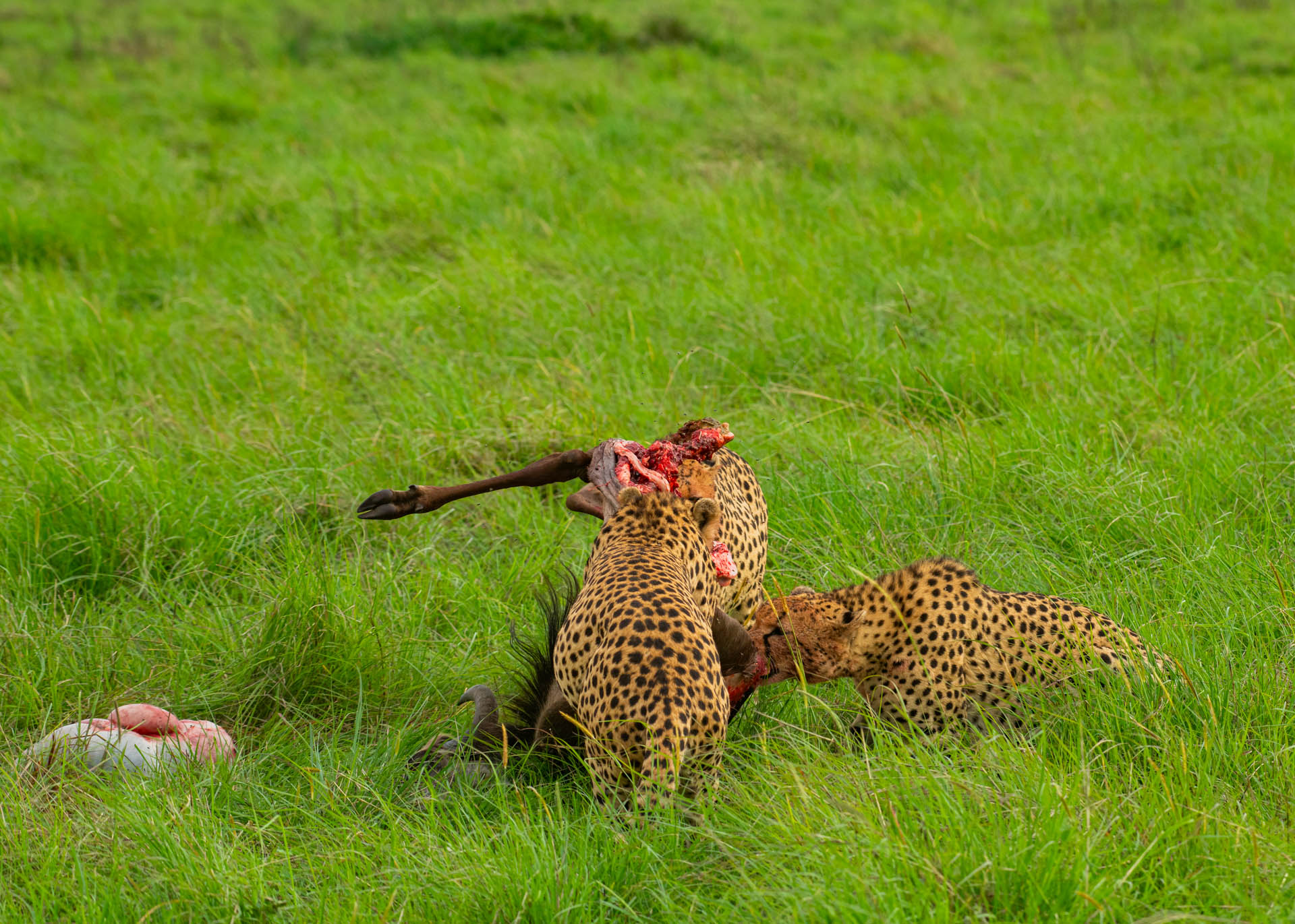 F8.0, 1/500, ISO320 | Guide Jeremy Macharia