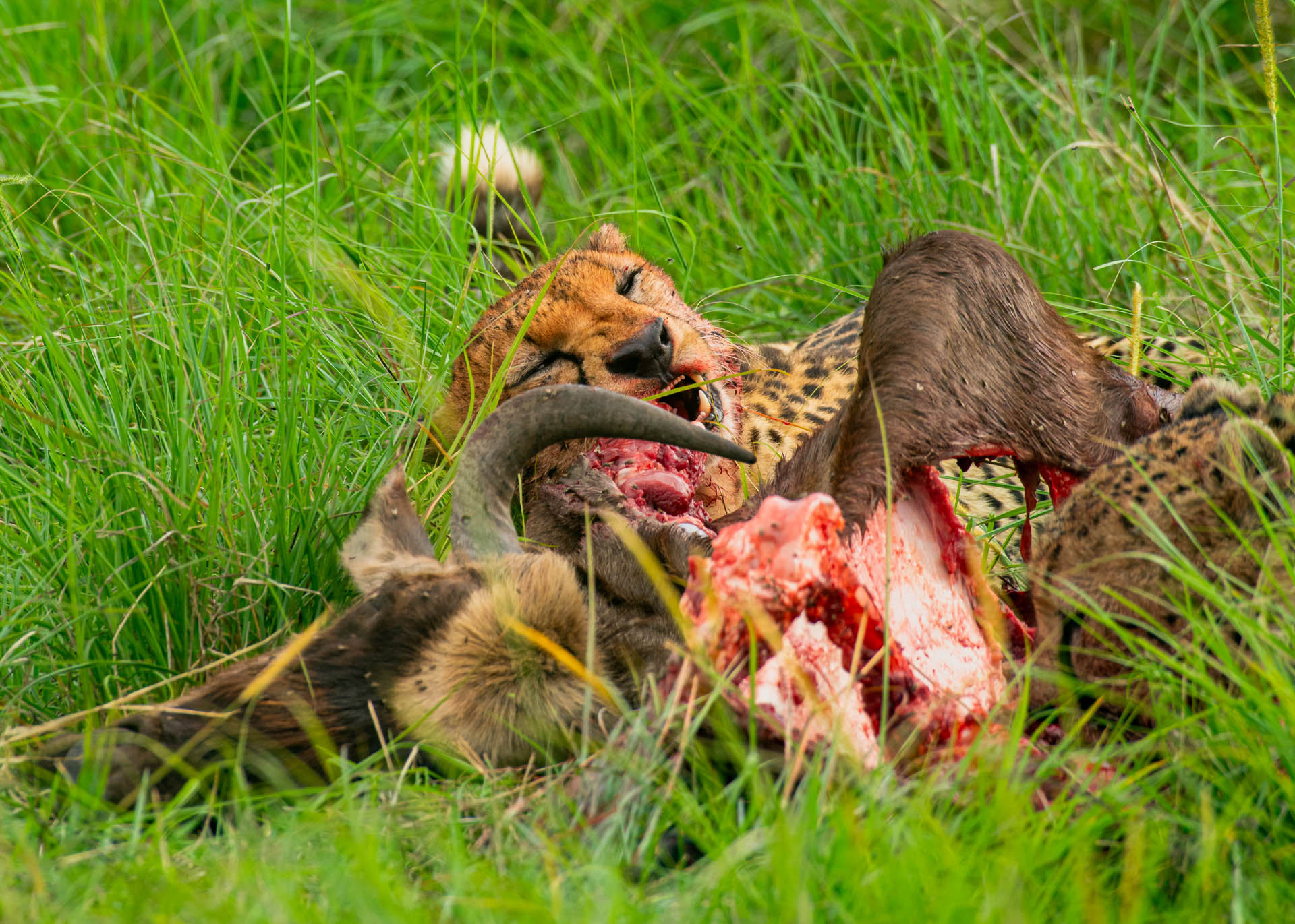 F8.0, 1/500, ISO320 | Guide Jeremy Macharia
