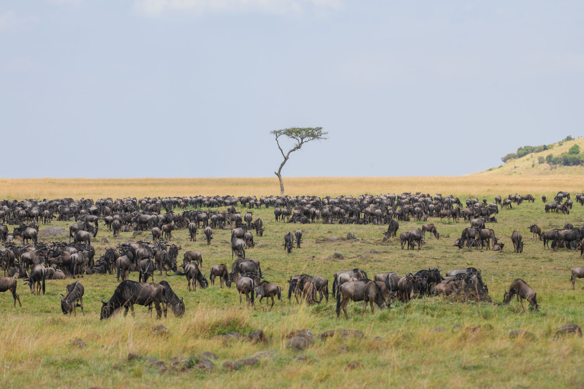F 8, 1/800, IS0 500 | Guide Jeremy Macharia 