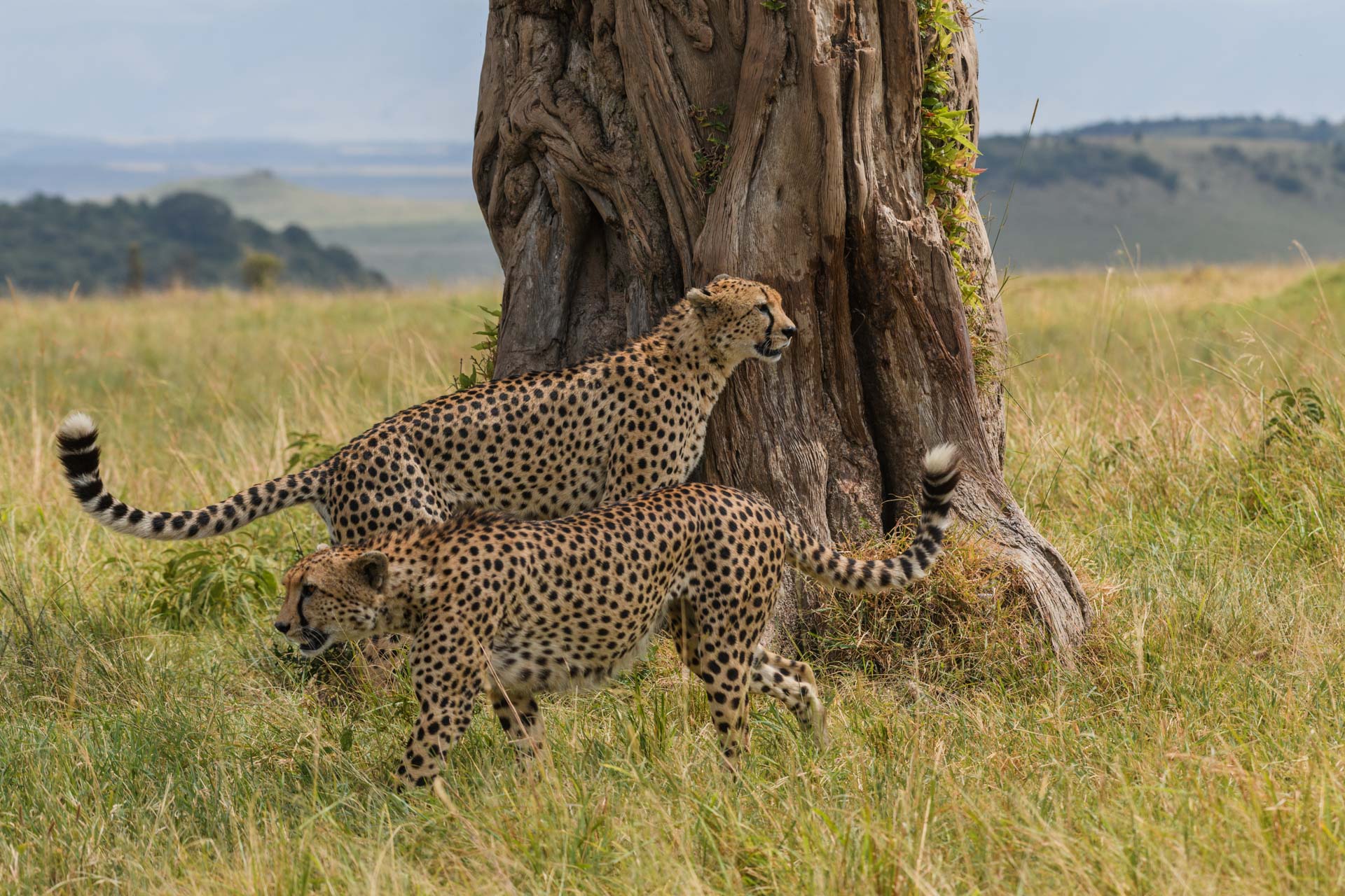 F 8, 1/500, IS0 200 | Guide Jeremy Macharia 