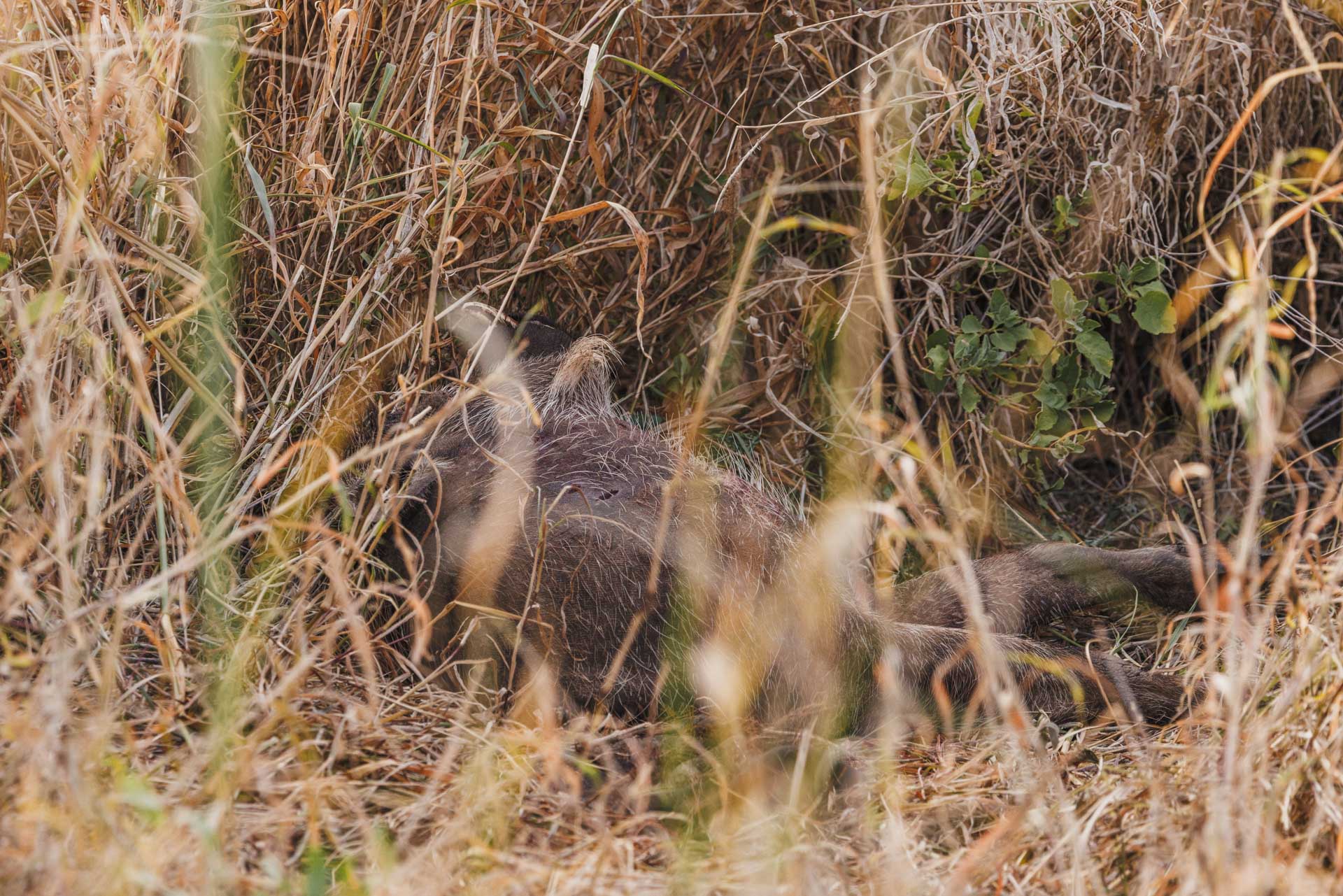 F 8, 1/400, IS0 2500 | Robert Sayialel 