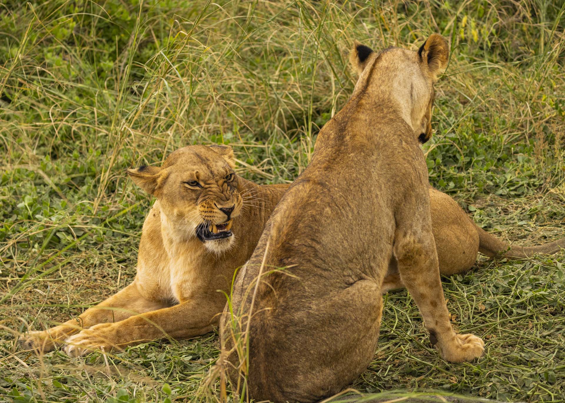 F4.5, 1/1000, ISO1250 | Arnold Omondi