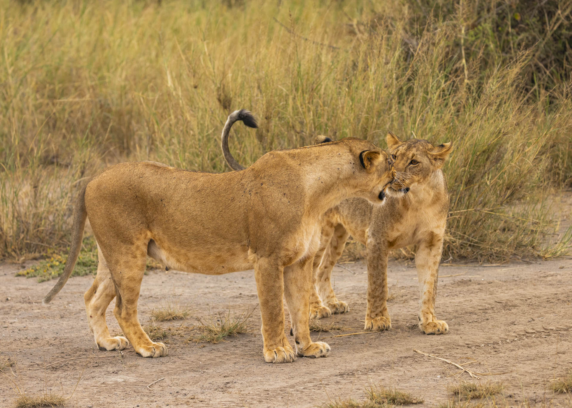 F4.5, 1/1000, ISO640 | Arnold Omondi