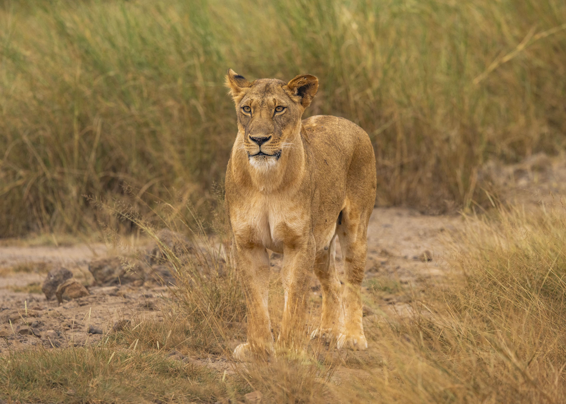 F6.3, 1/1000, ISO1250 | Arnold Omondi