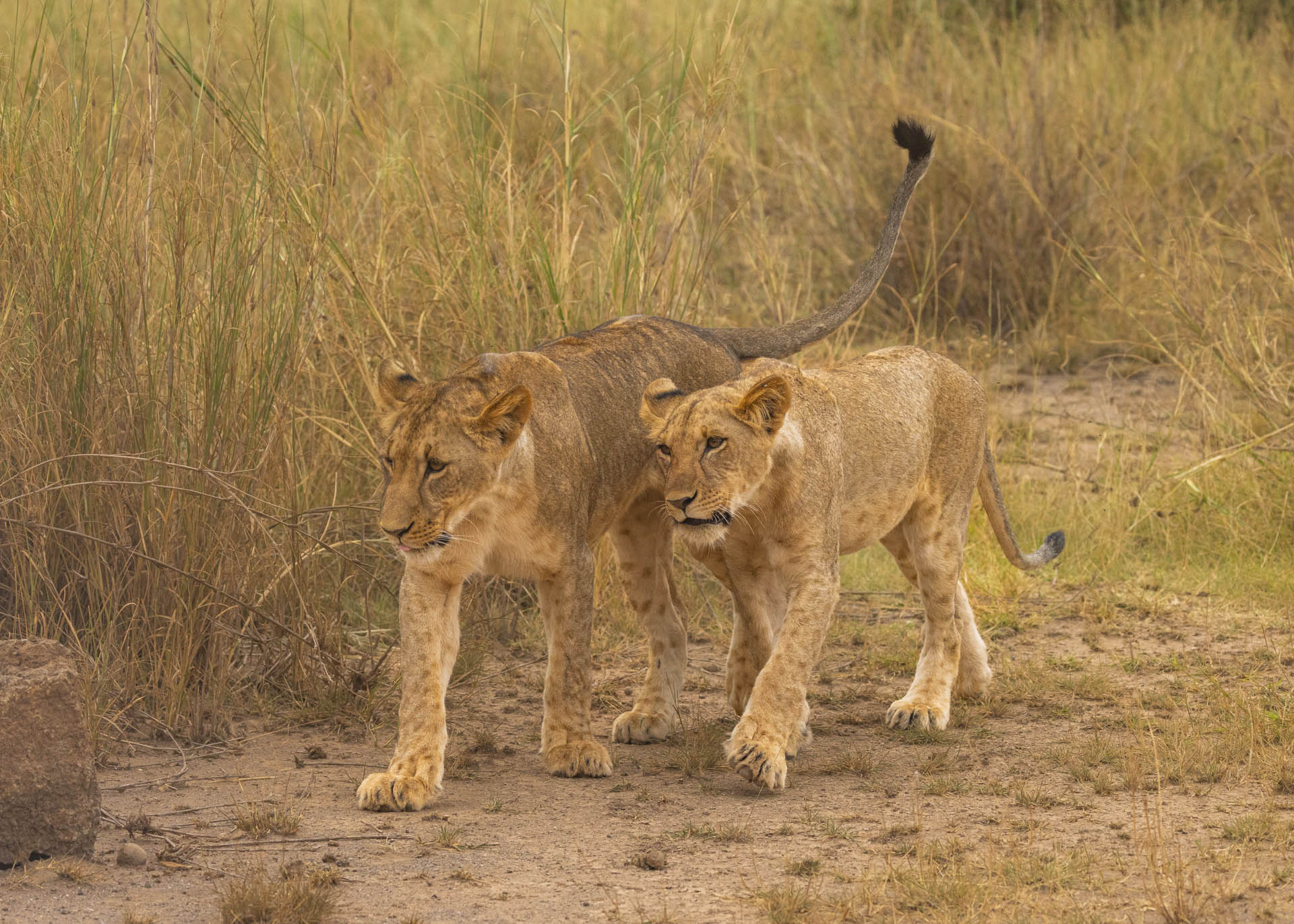 F6.3, 1/1000, ISO1250 | Arnold Omondi