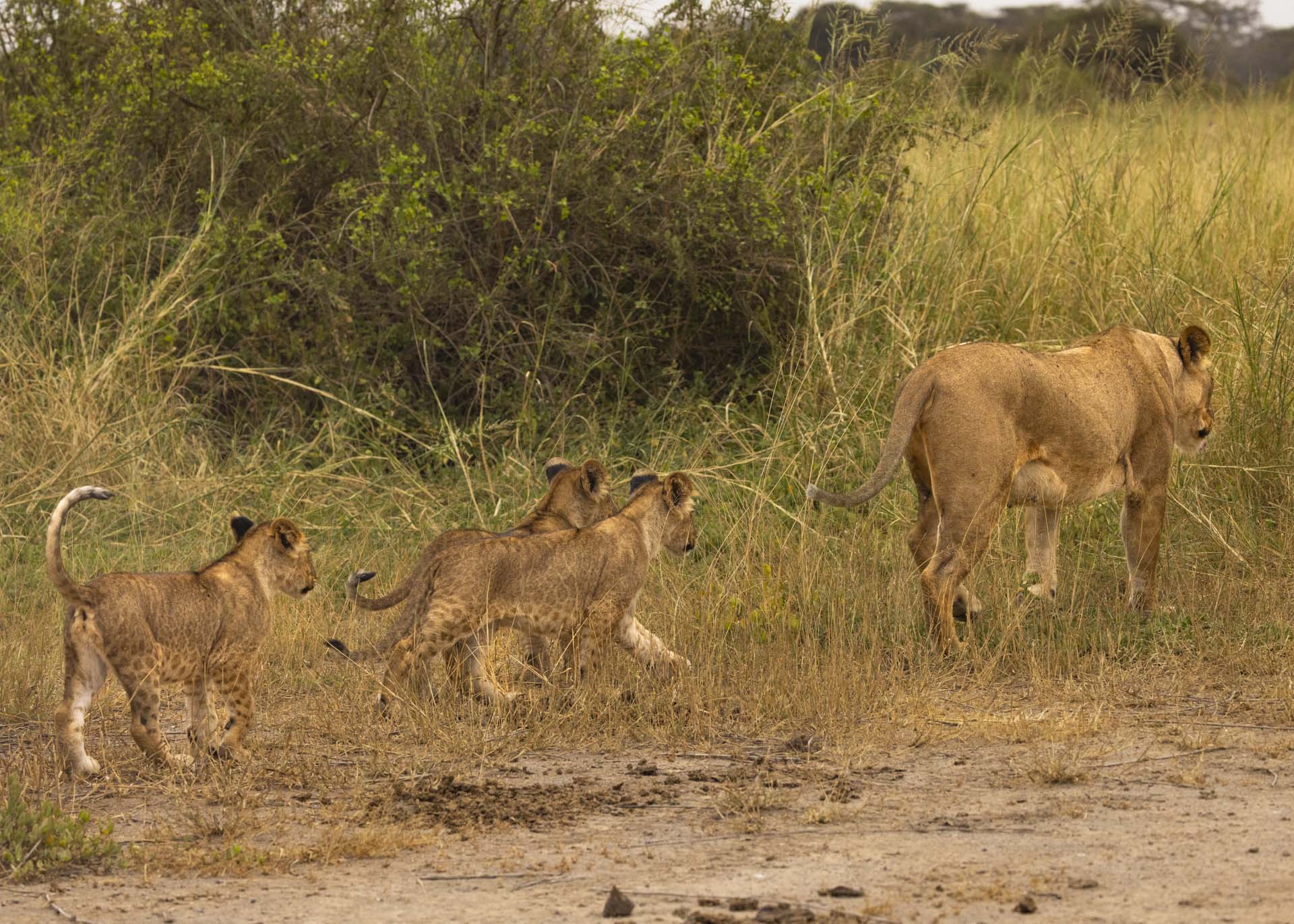 F6.3, 1/1000, ISO1250 | Arnold Omondi