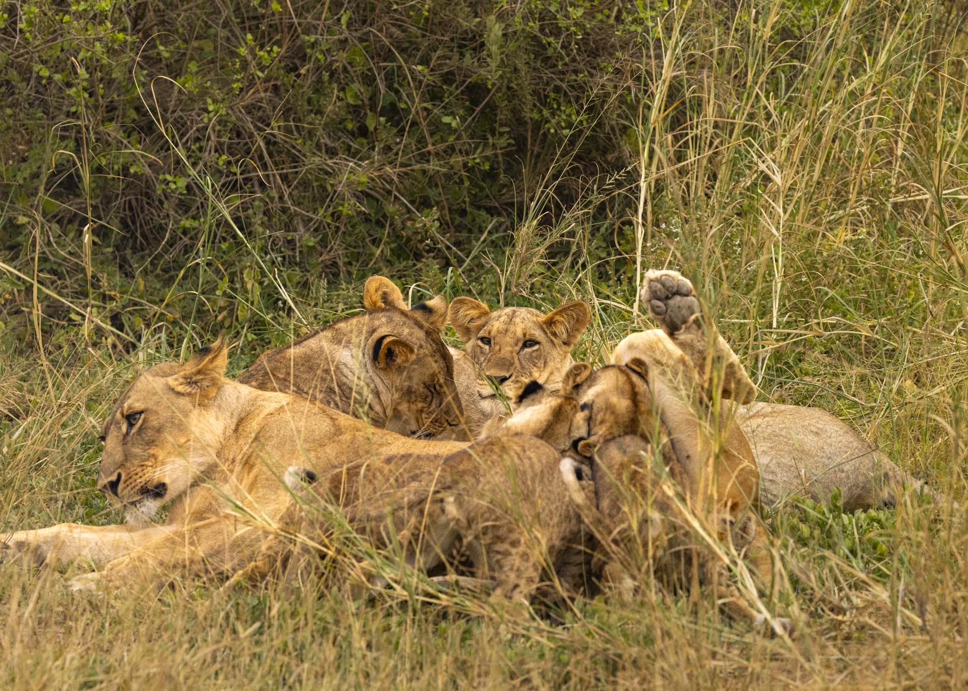 F6.3, 1/1000, ISO1600 | Arnold Omondi