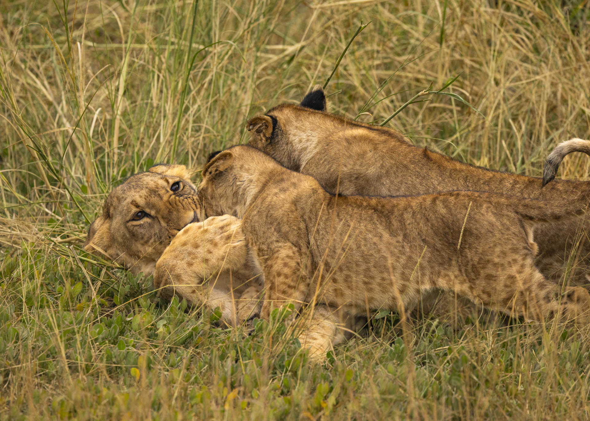 F5.6, 1/1000, ISO1000 | Arnold Omondi