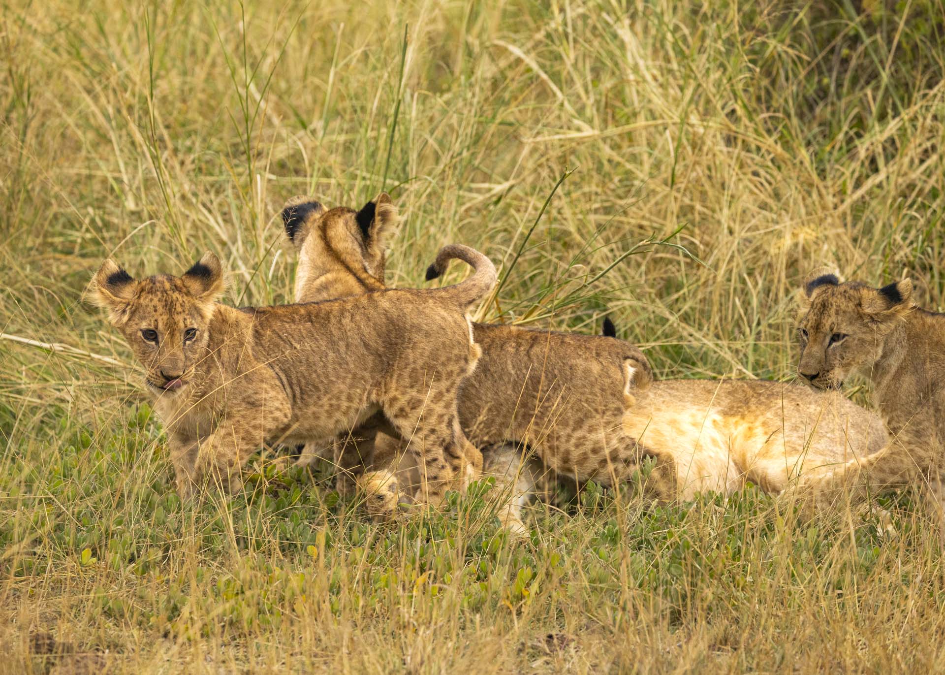 F5.0, 1/1000, ISO1000 | Arnold Omondi