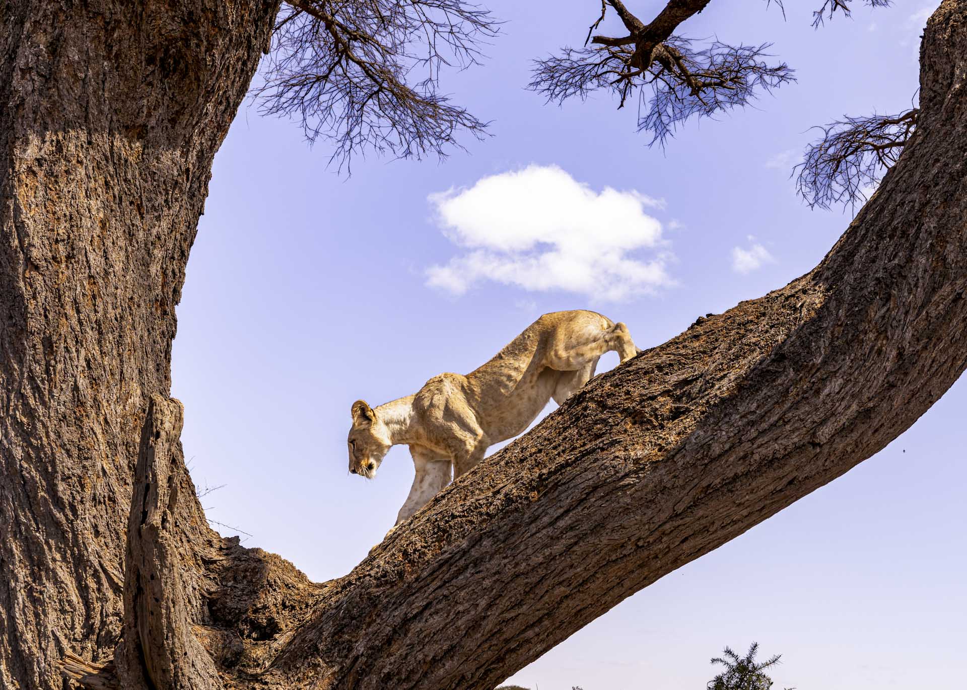 F7.1, 1/800, ISO320 | Arnold Omondi