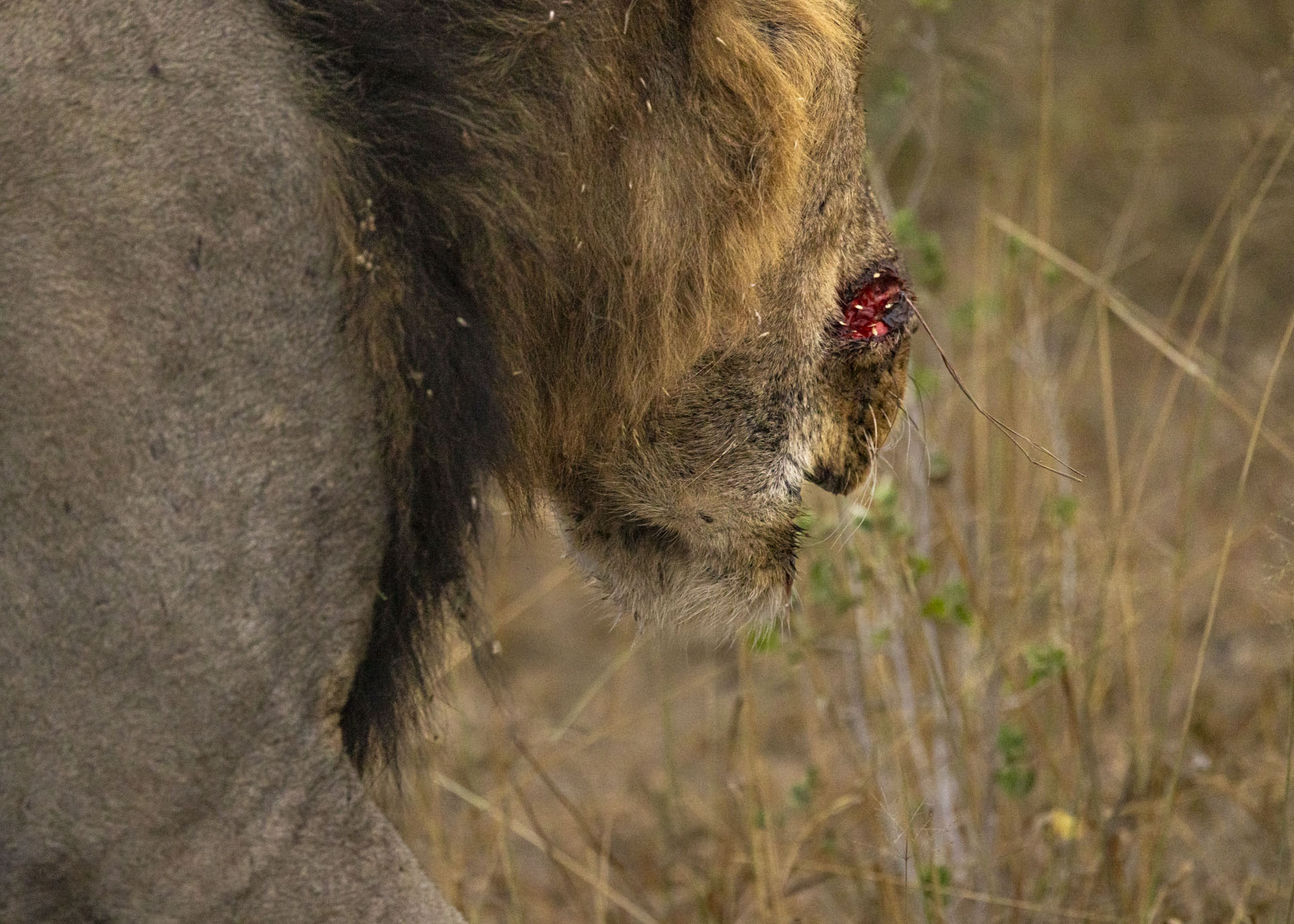 F6.3, 1/1000, ISO3200 | Arnold Omondi