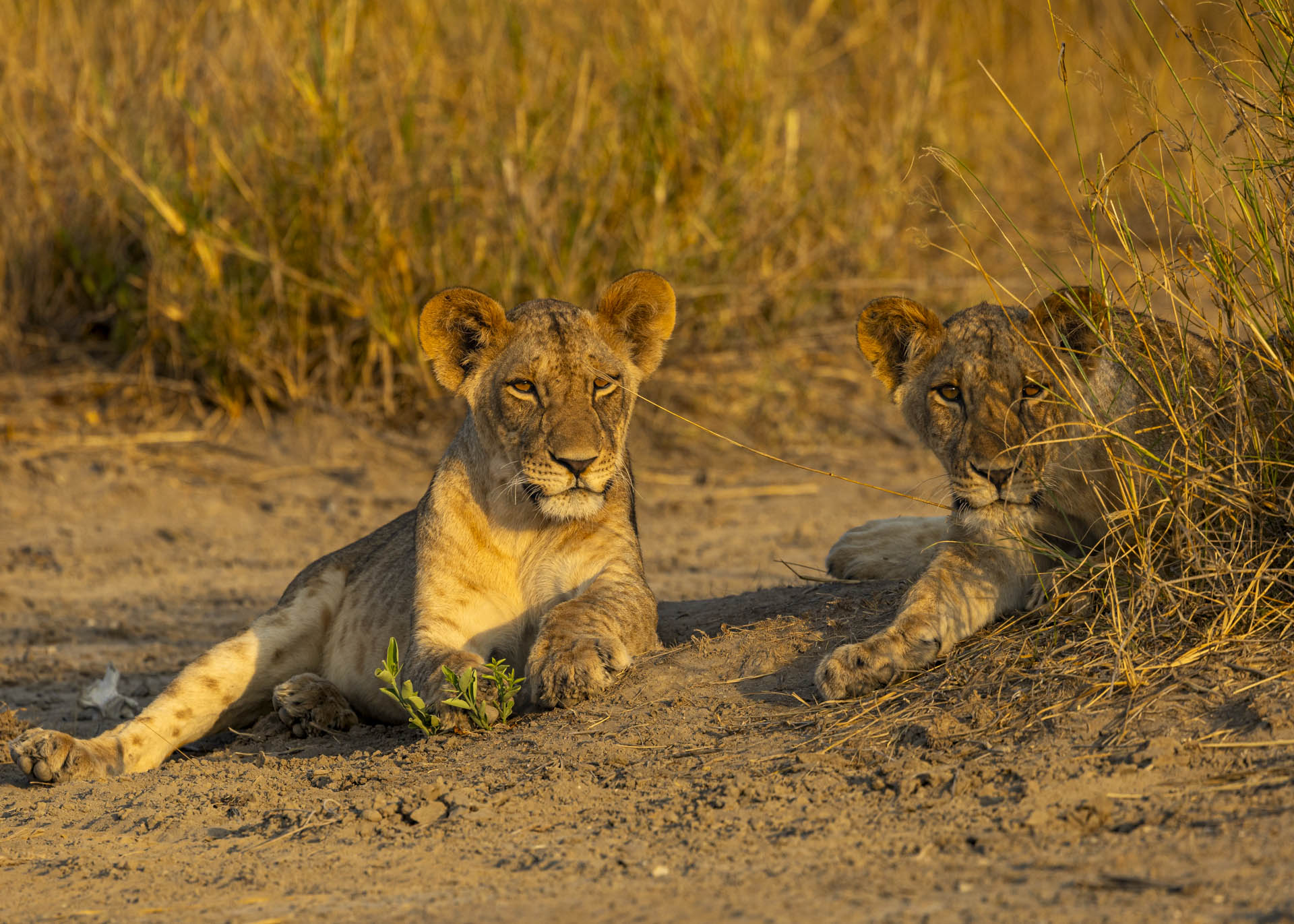 F8, 1/1000, ISO500 | Arnold Omondi 