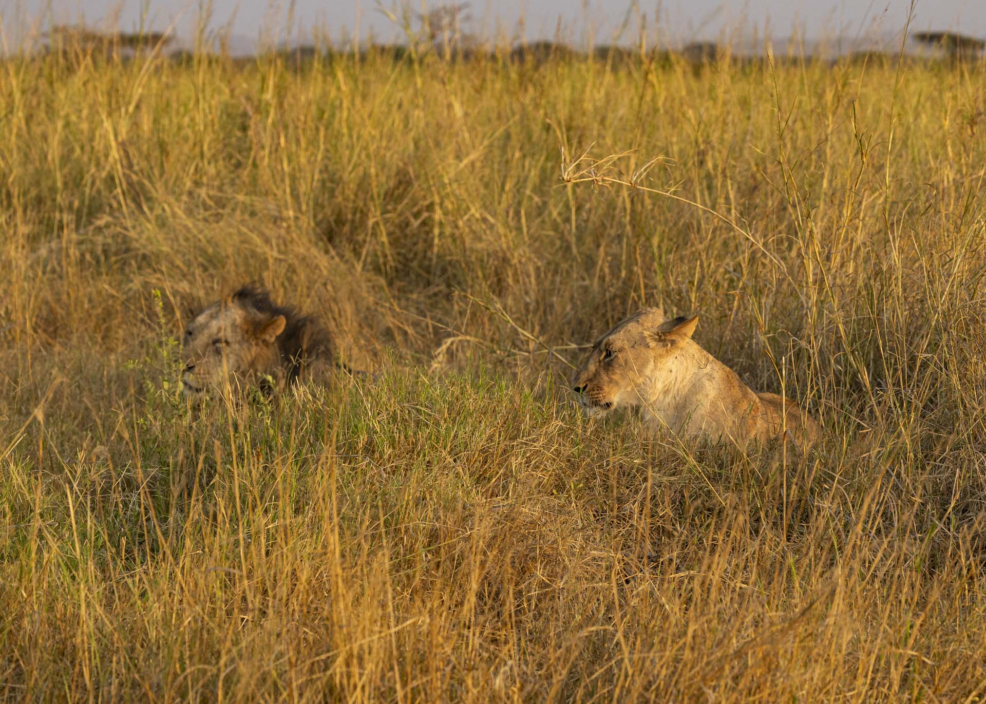 F7.1, 1/1000, ISO500 | Arnold Omondi 