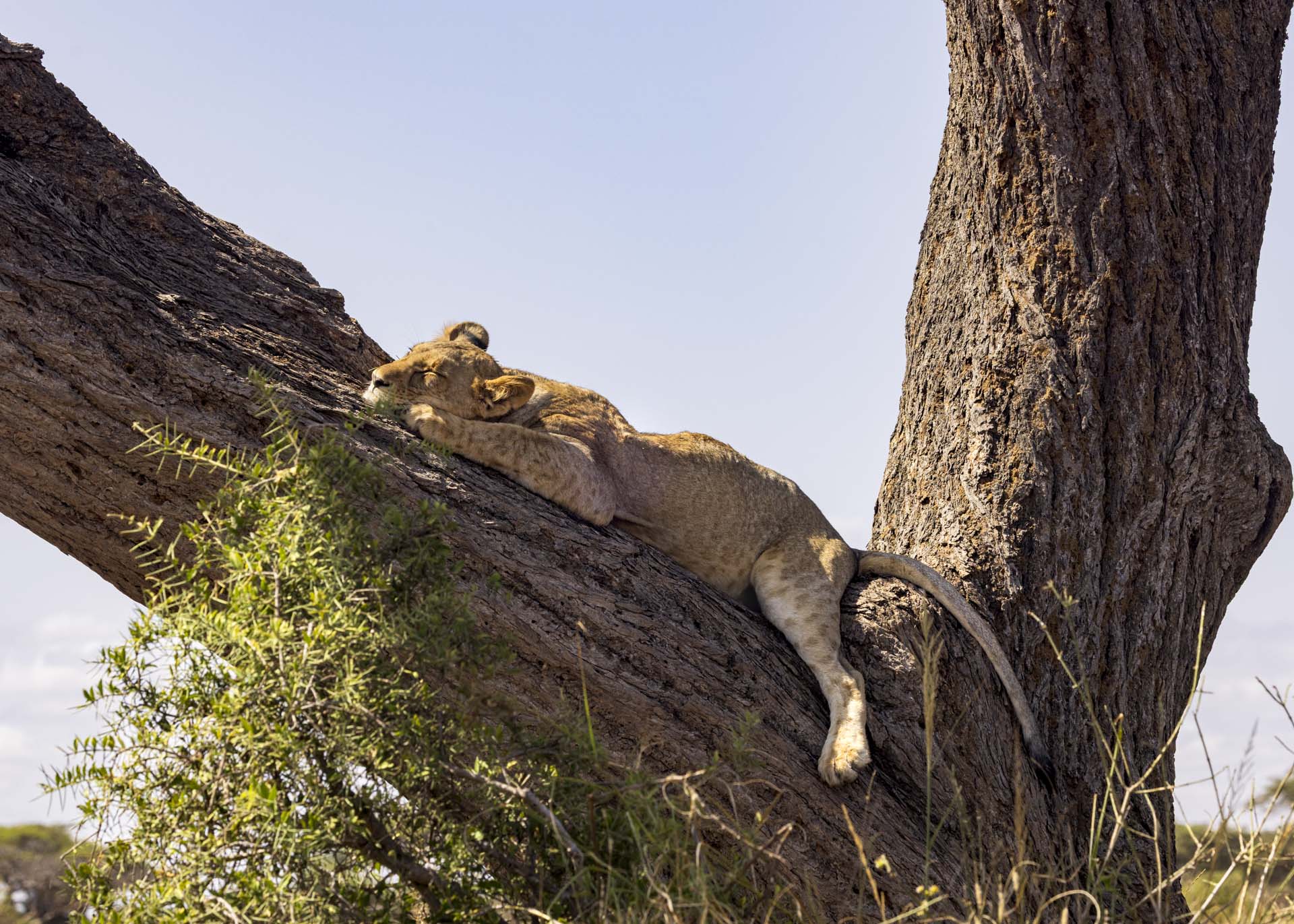 F9.0, 1/1000, ISO320 | Arnold Omondi