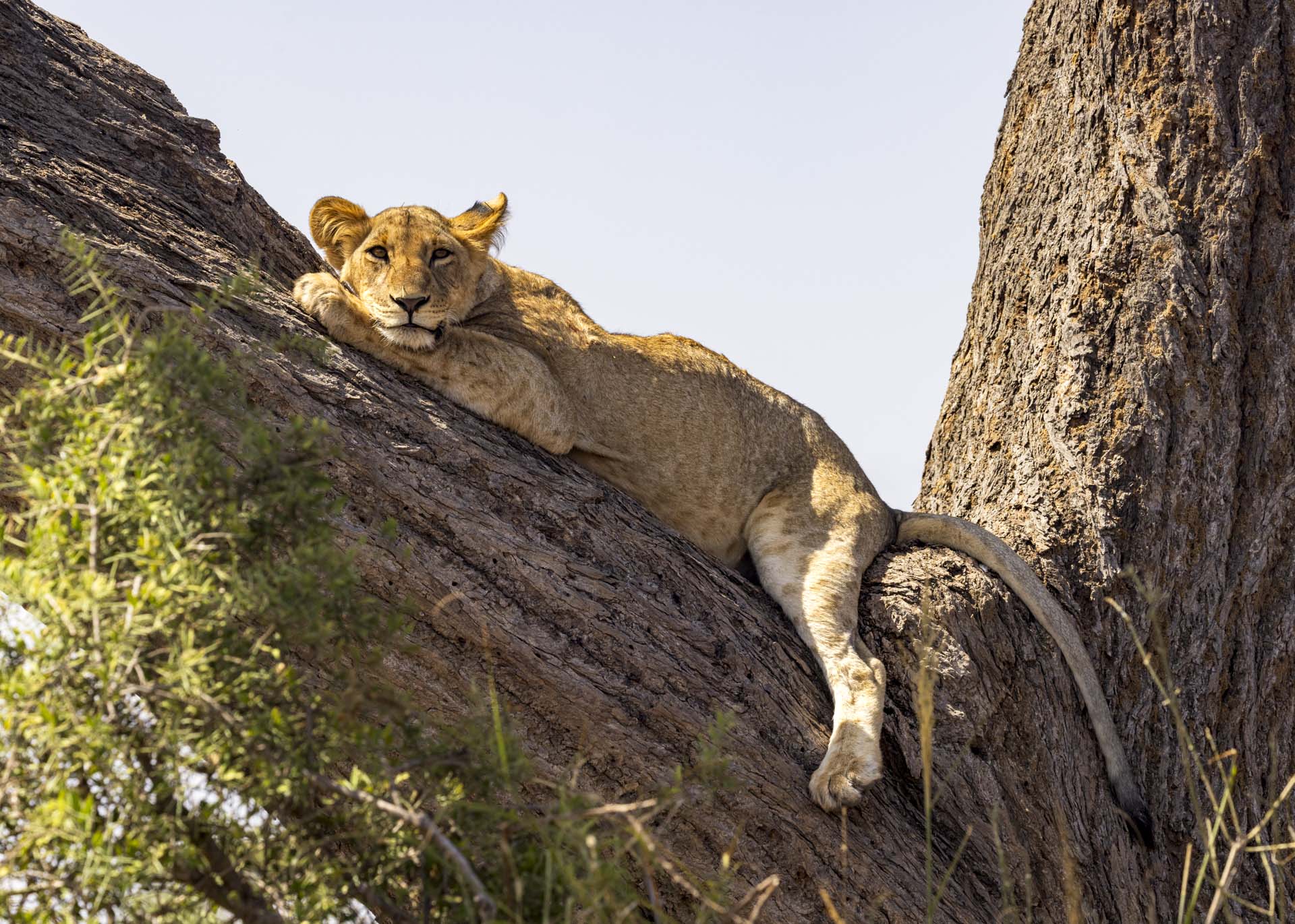 F9.0, 1/1000, ISO400 | Arnold Omondi