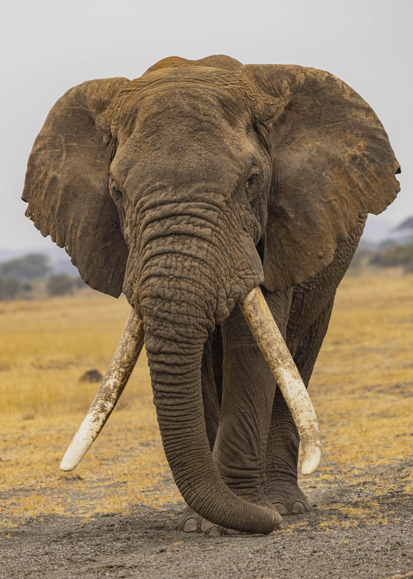 F7.1, 1/400, ISO640 | Arnold Omondi