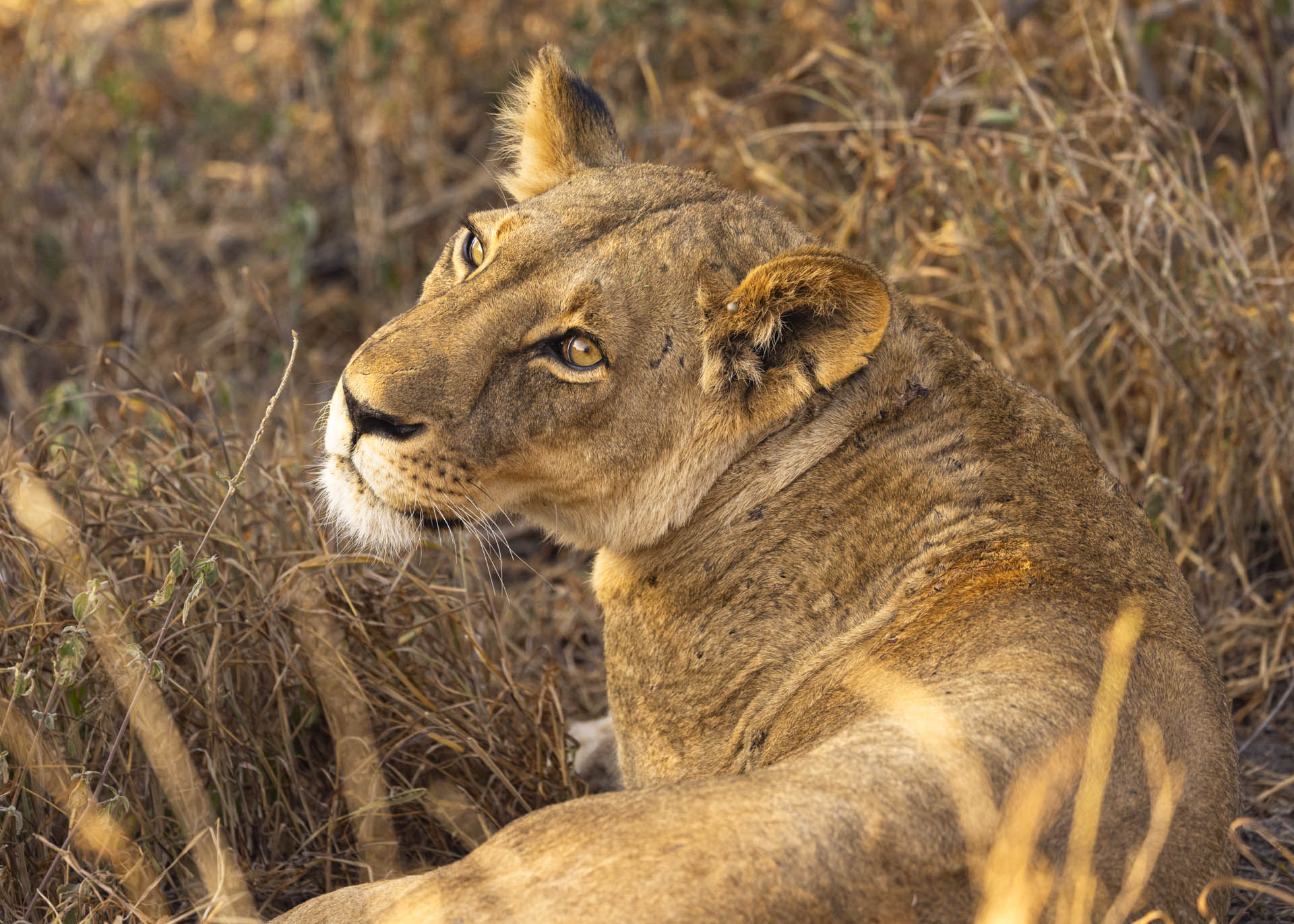 F5.0, 1/1000, ISO500 | Arnold Omondi