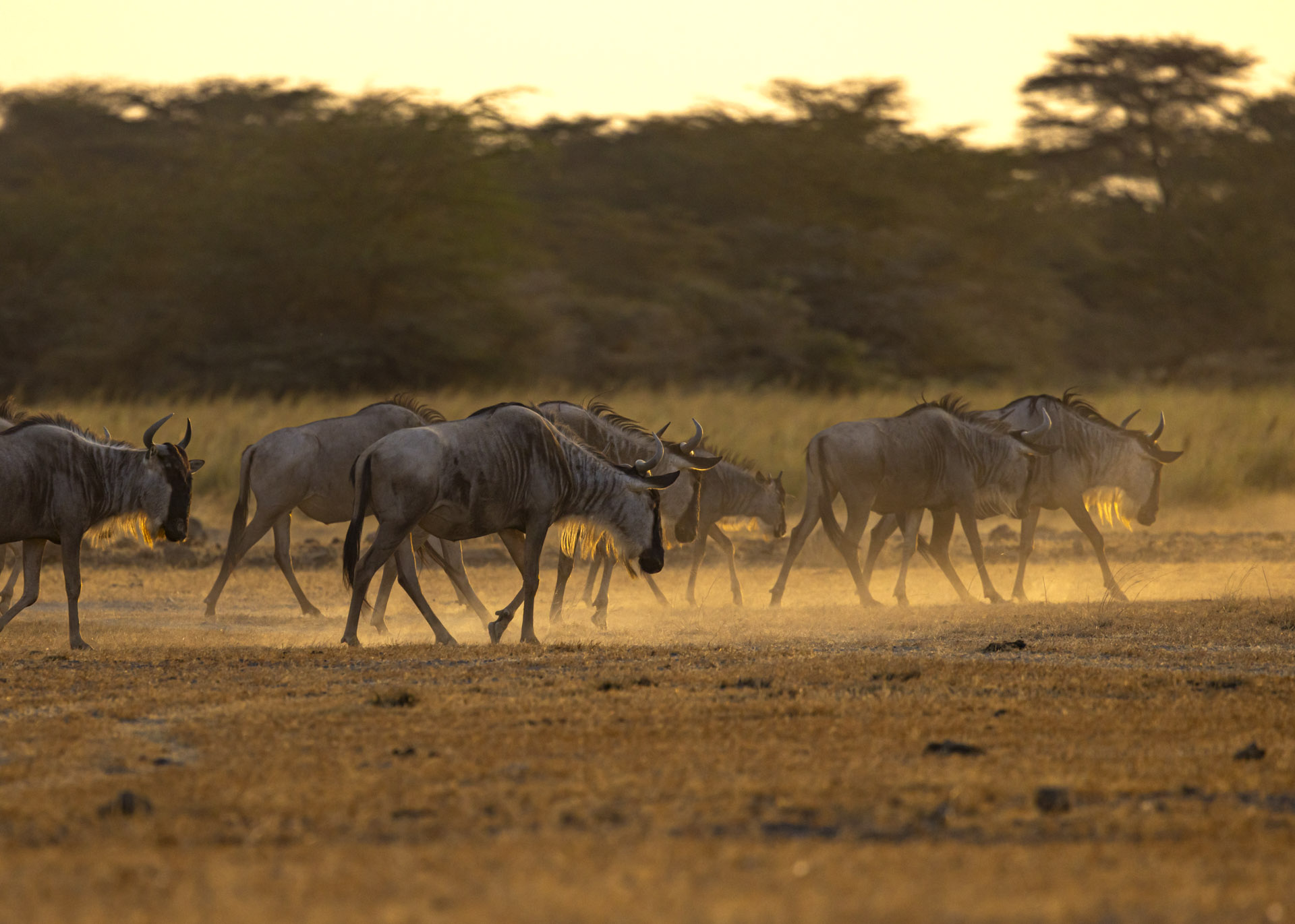 F7.1, 1/1000, ISO500 | Arnold Omondi