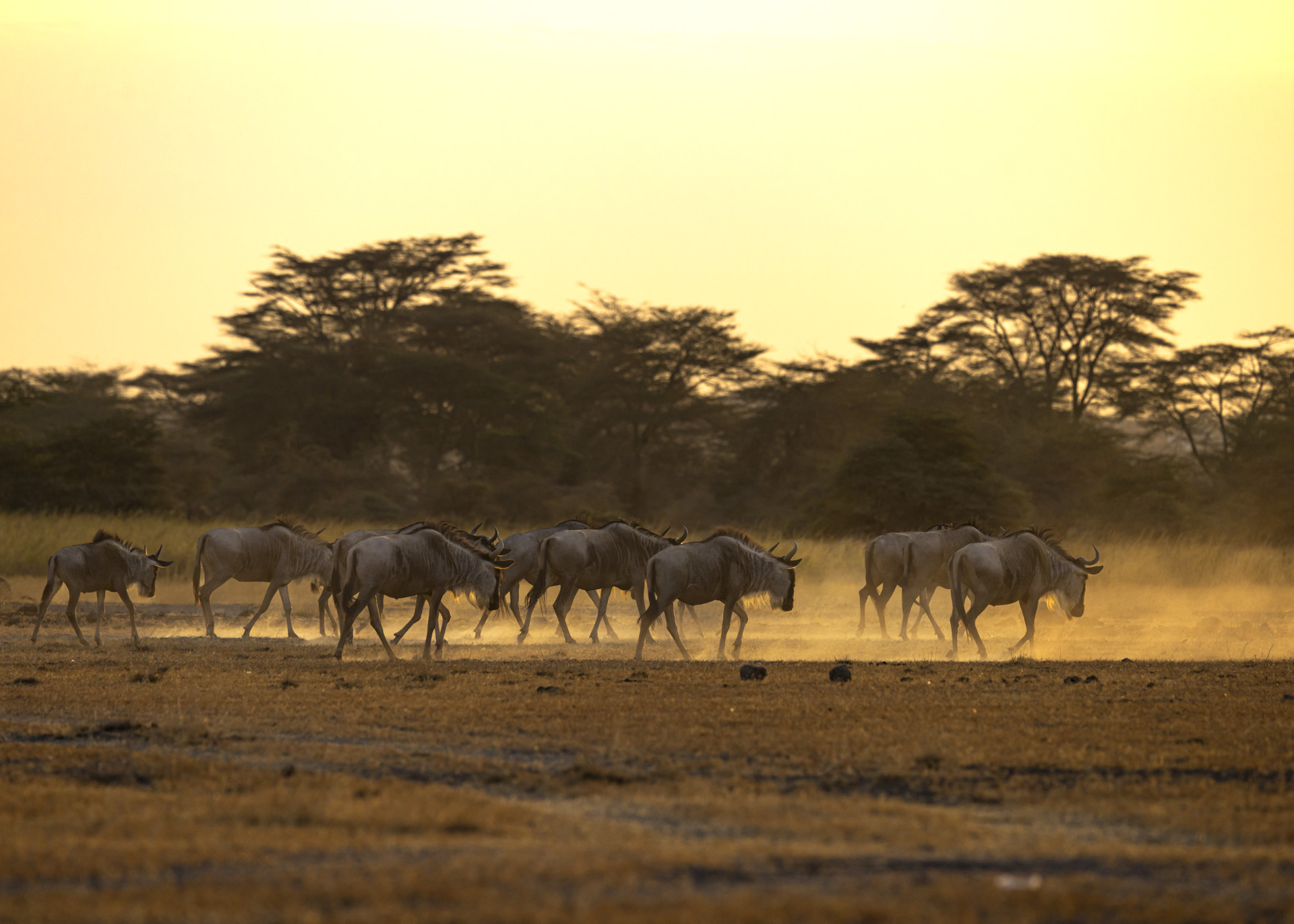 F7.1, 1/1000, ISO500 | Arnold Omondi