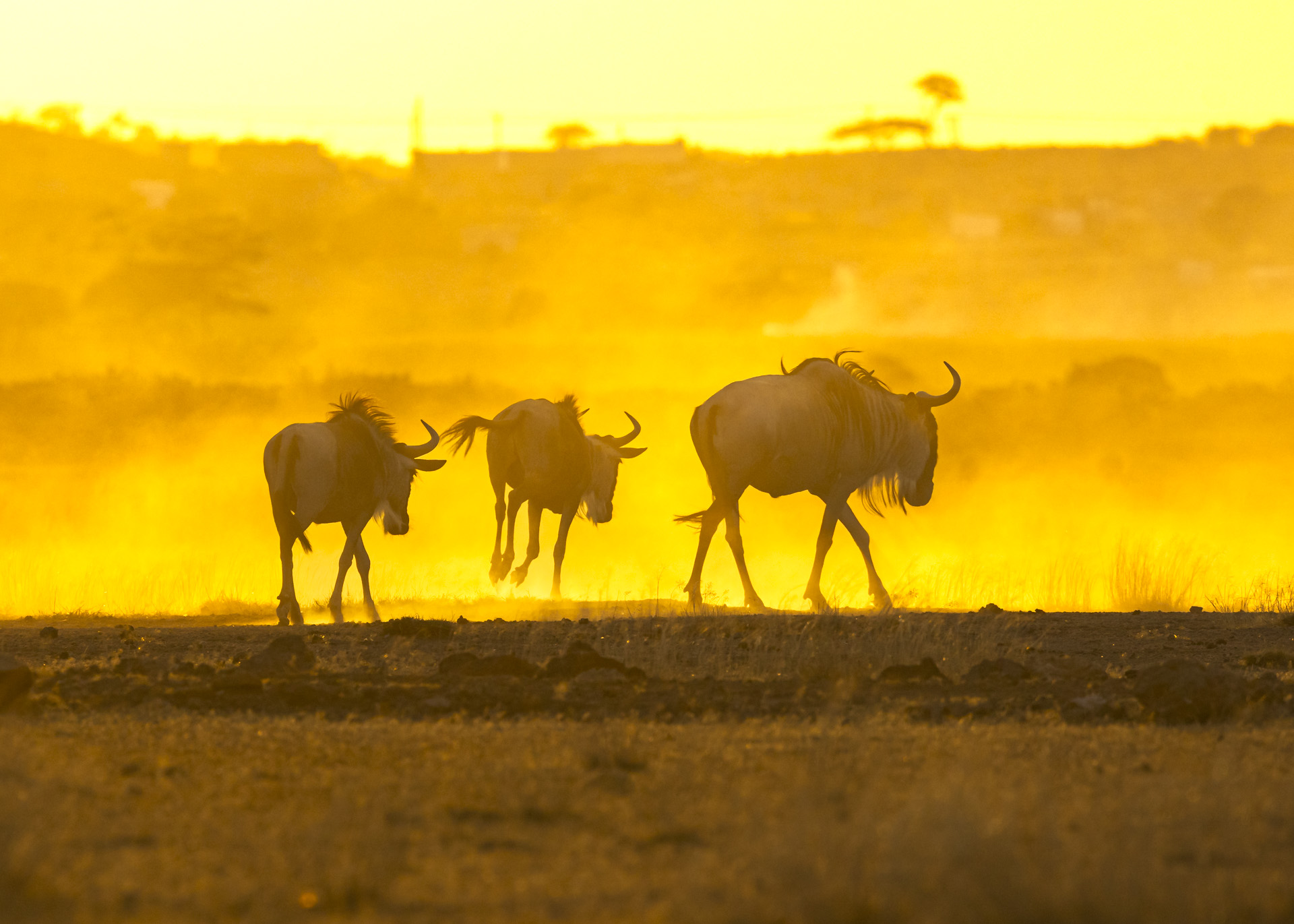 F7.1, 1/1000, ISO500 | Arnold Omondi