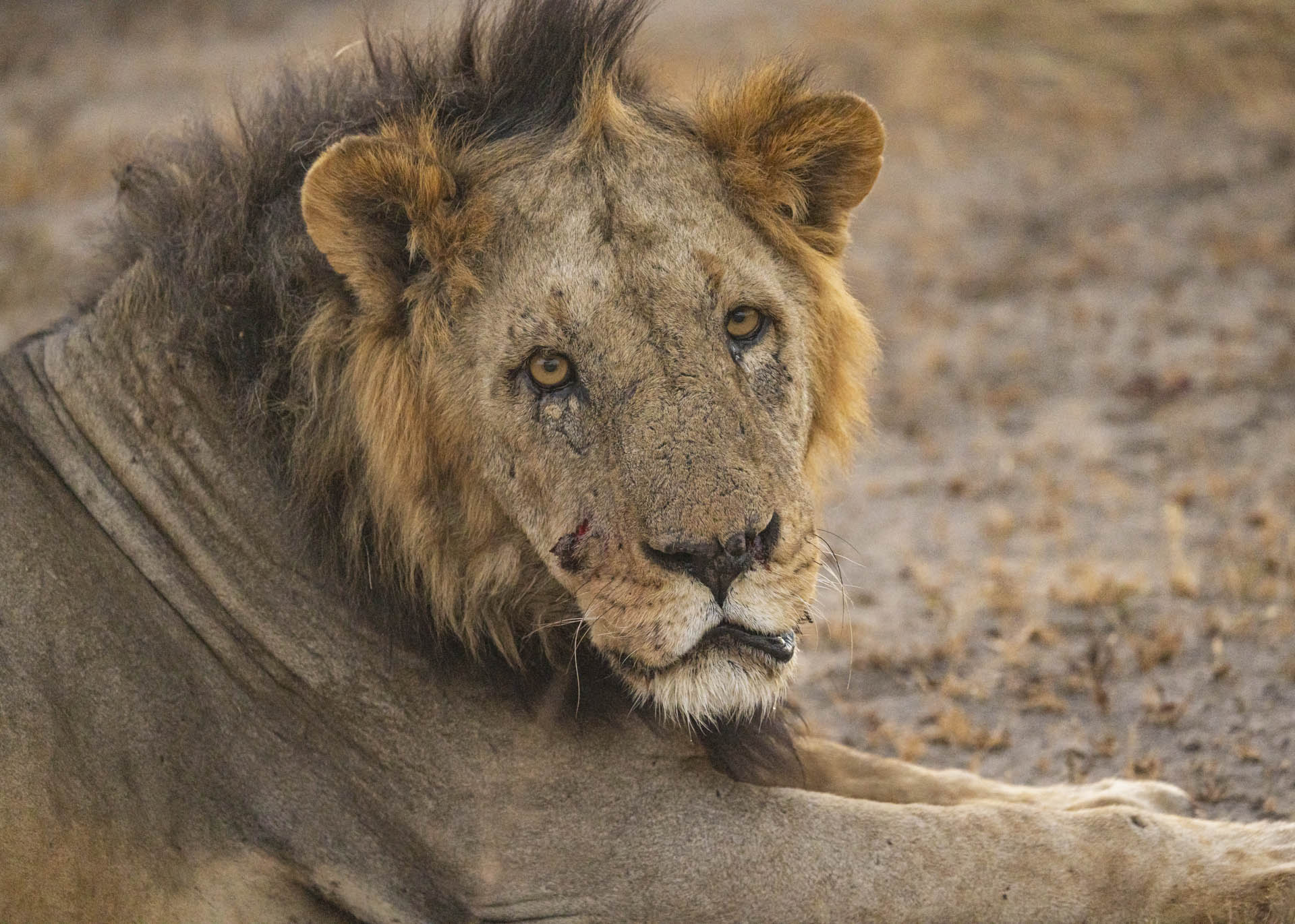 F5.0, 1/1000, ISO2500 | Arnold Omondi