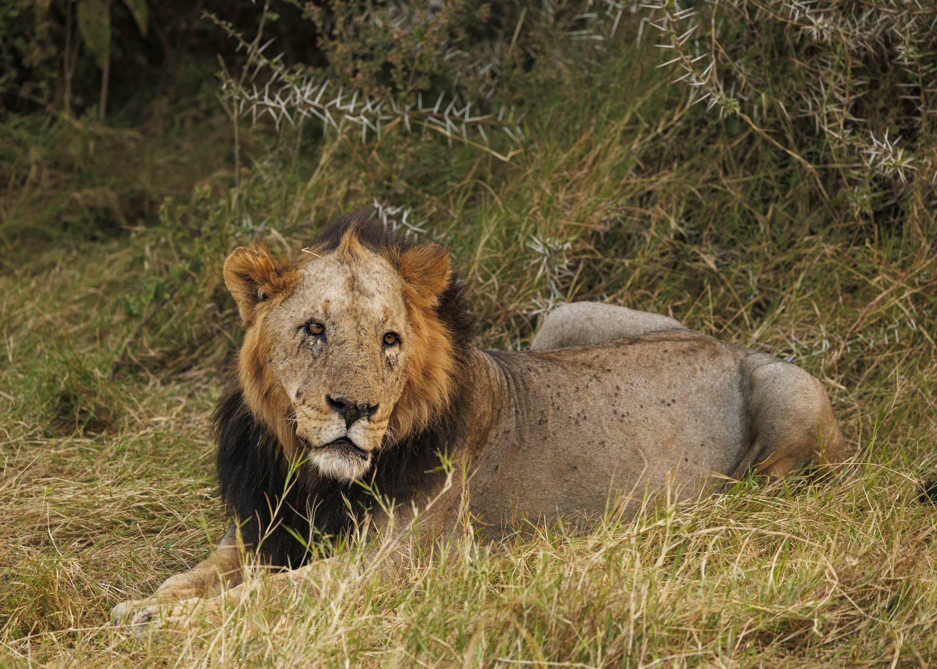 F5, 1/640, ISO1250 | Arnold Omondi