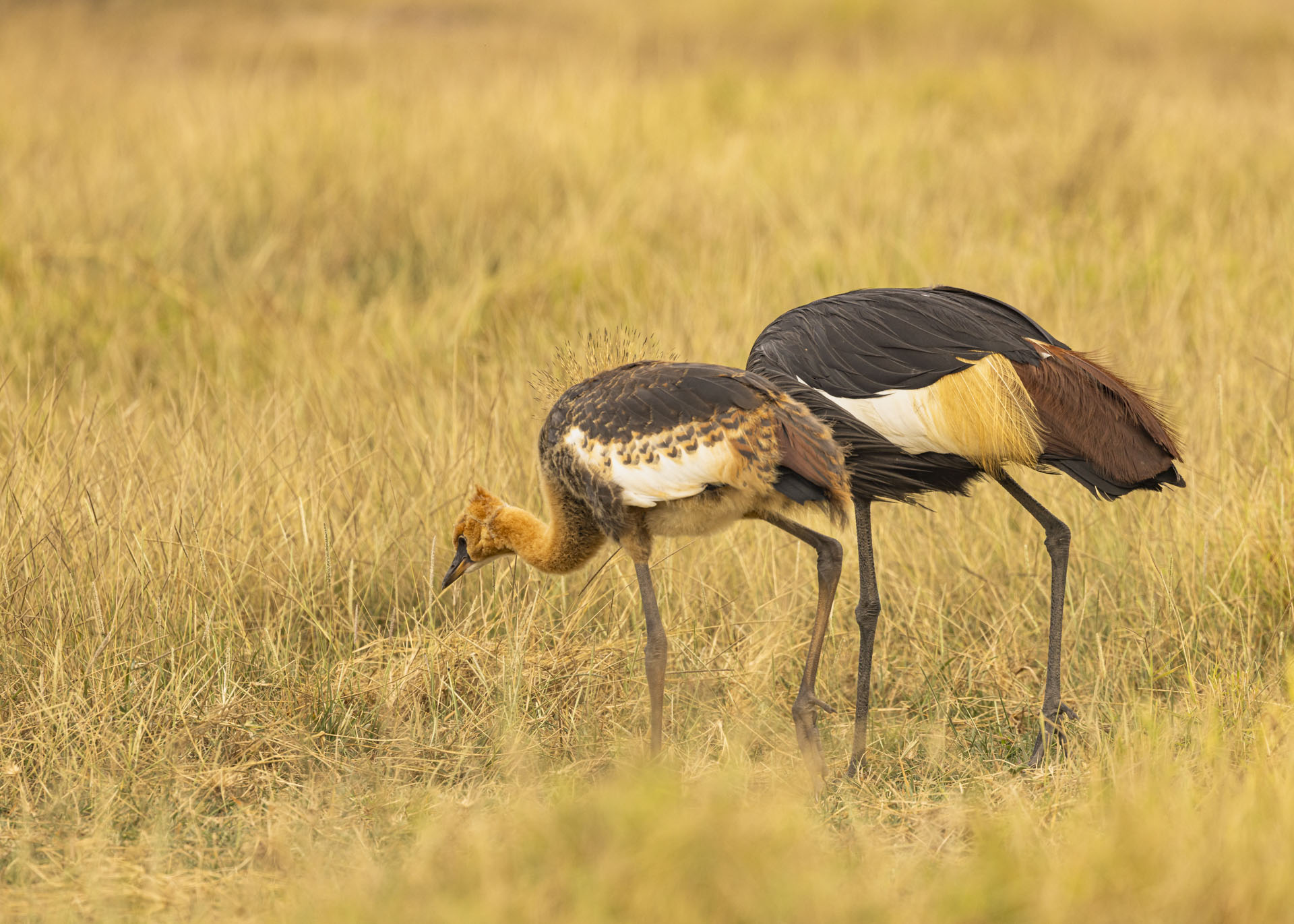 F7.1, 1/1000, ISO320 | Arnold Omondi 
