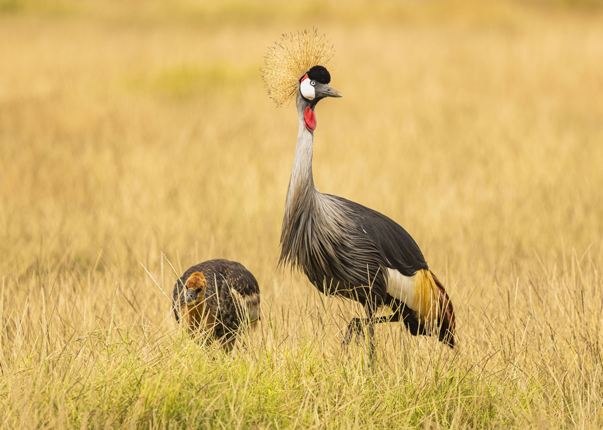 F7.1, 1/1000, ISO320 | Arnold Omondi 